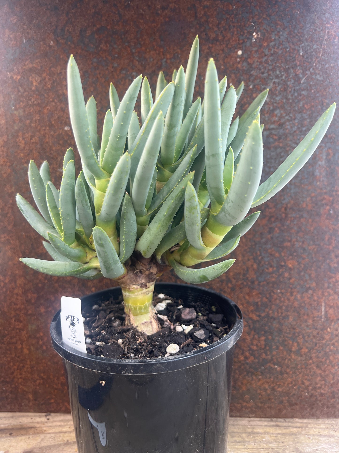 Aloe ramminisoma