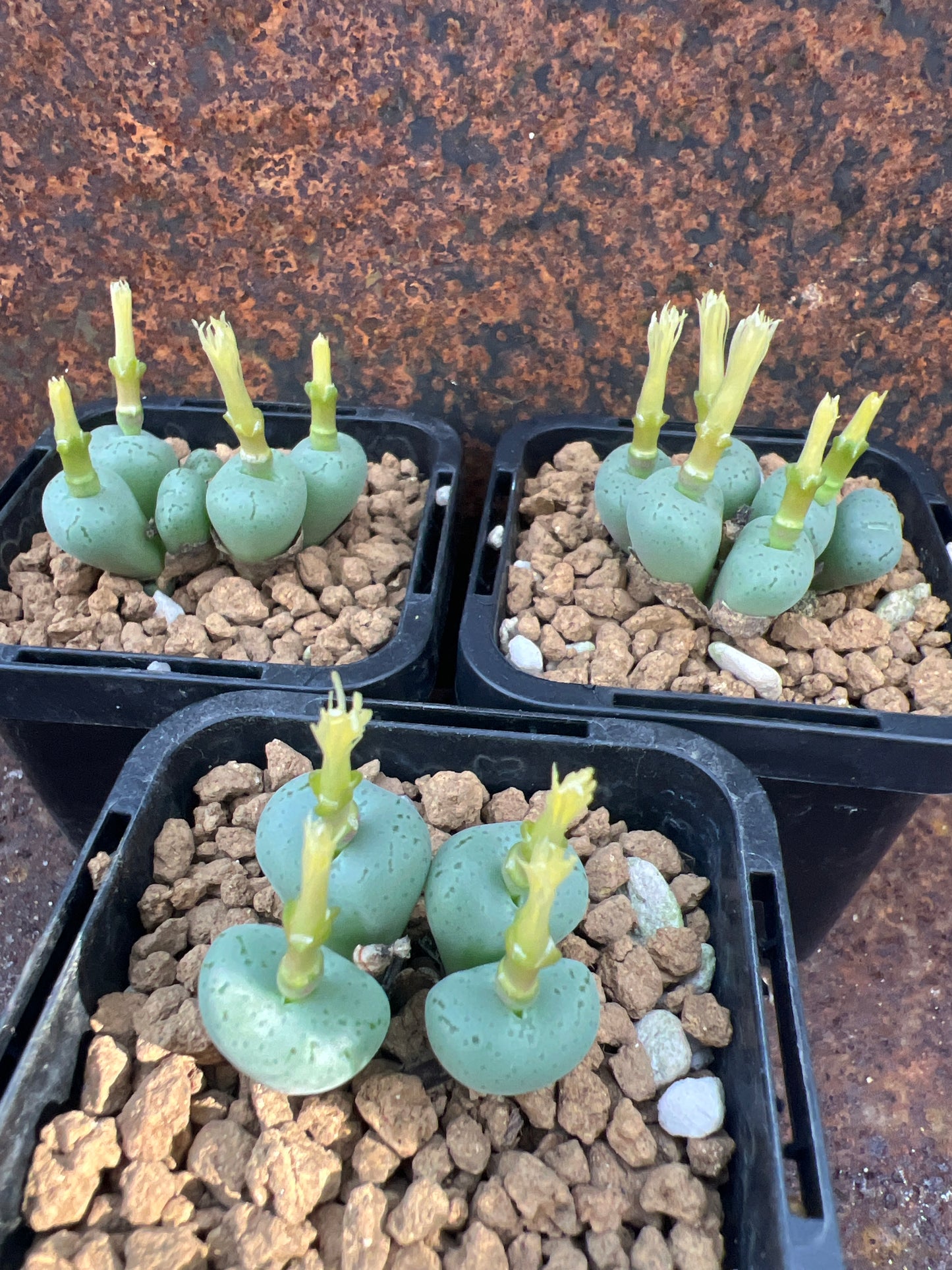 Conophytum flavum ornatum