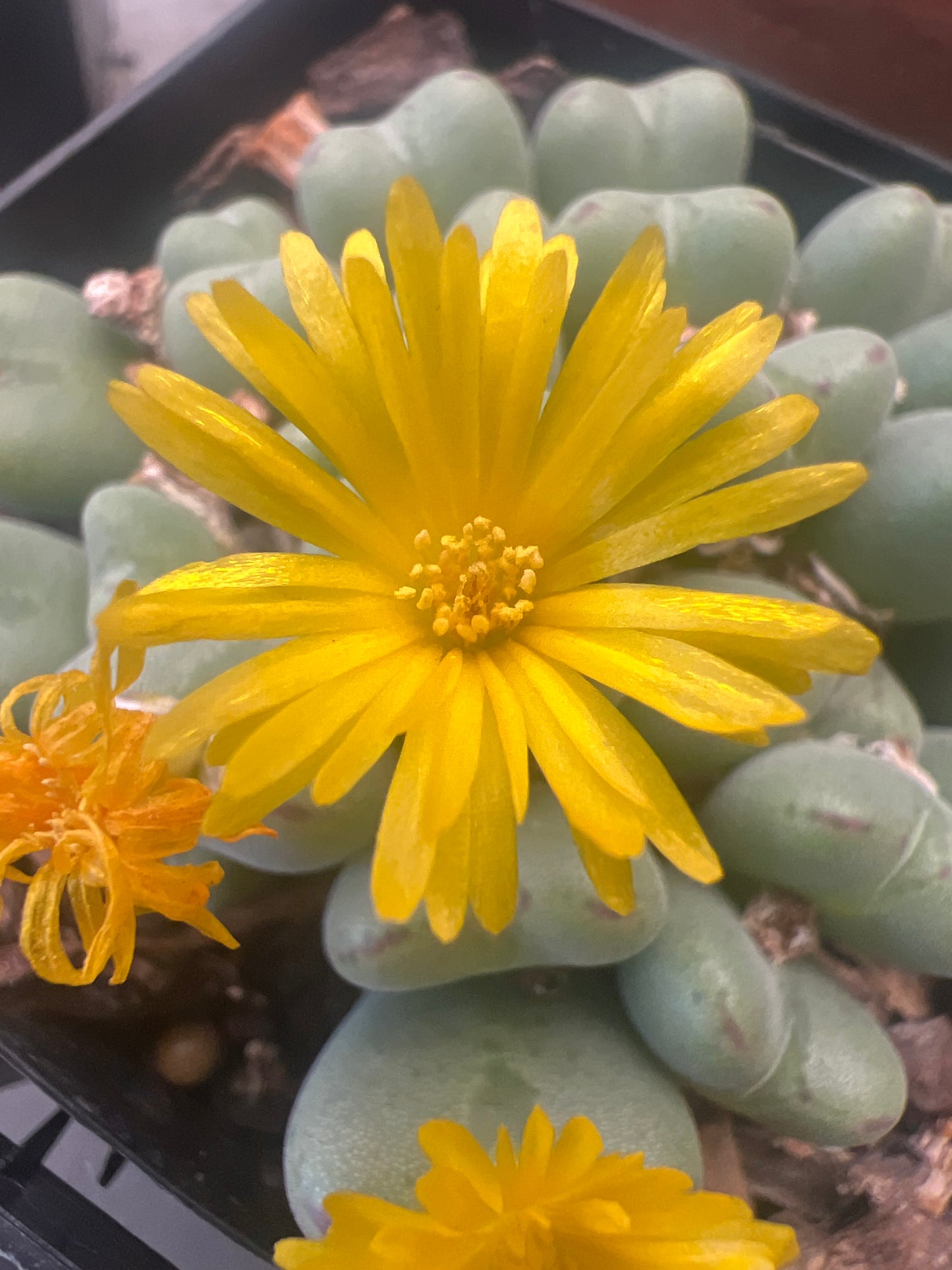 Conophytum meyeri leopardinum (clone 1)