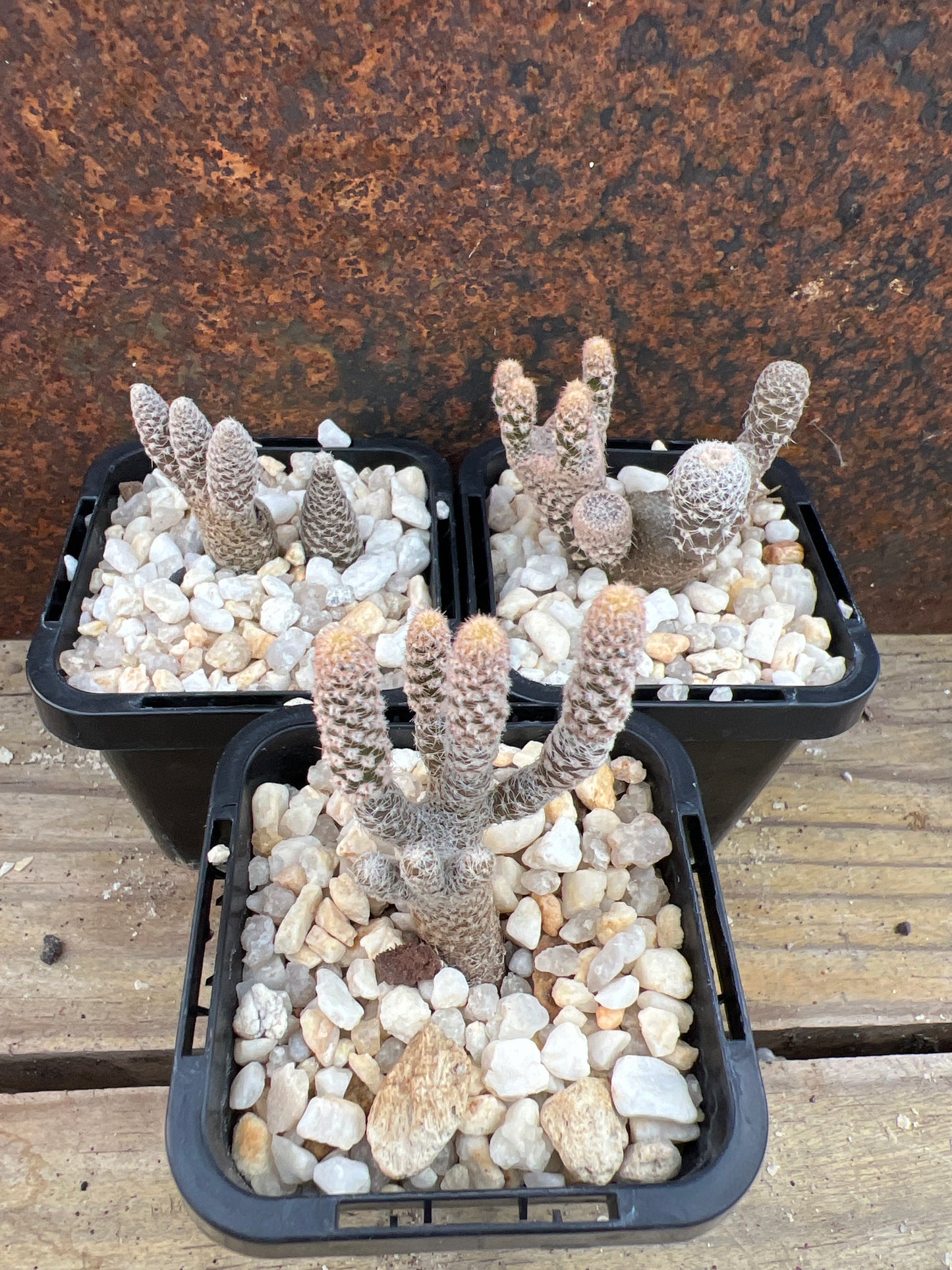 Maihueniopsis clavarioides (Dead Man's Fingers)