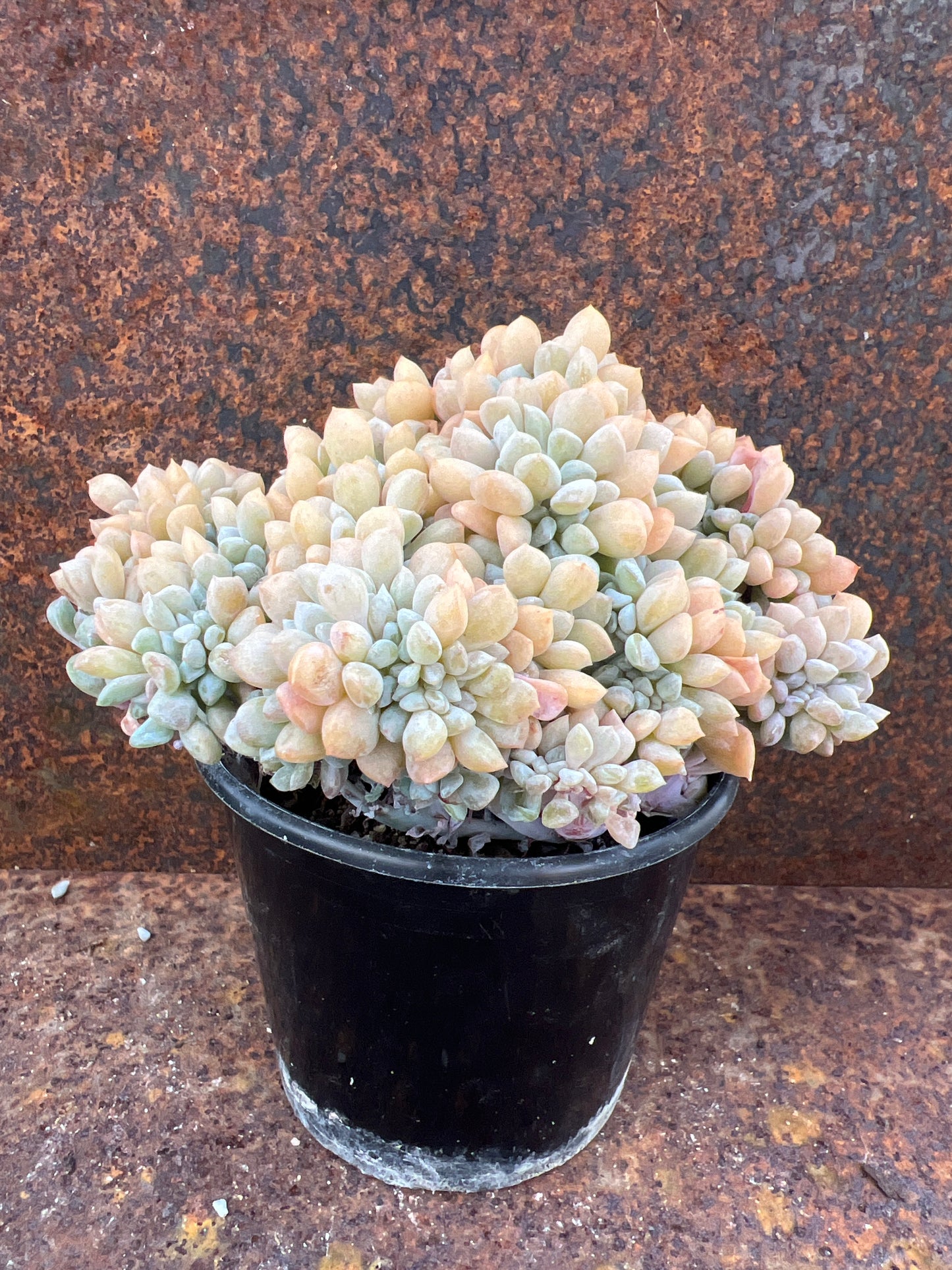 Echeveria cubic frost forma cristata
