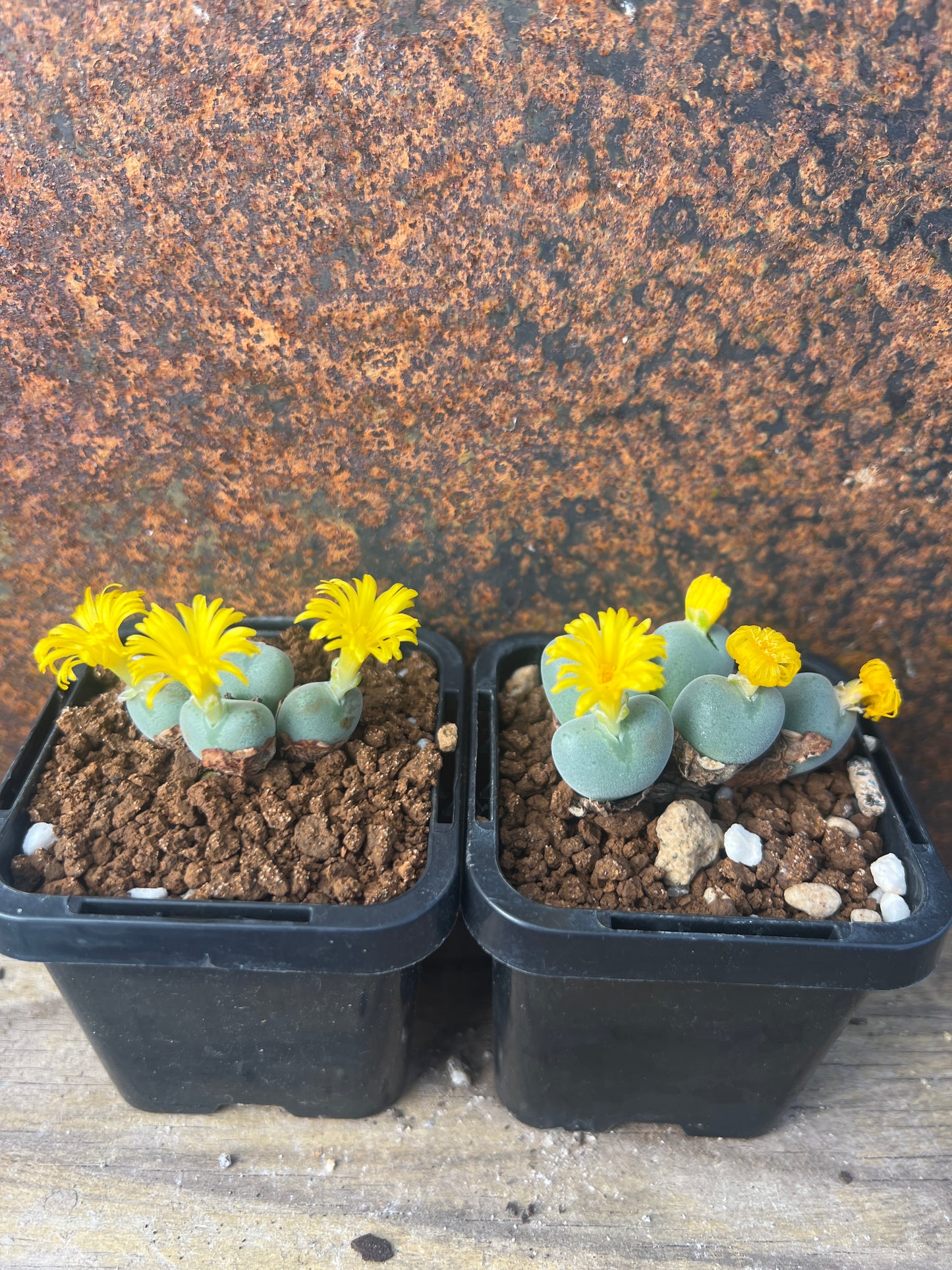 Conophytum meyeri leopardinum (clone 2)
