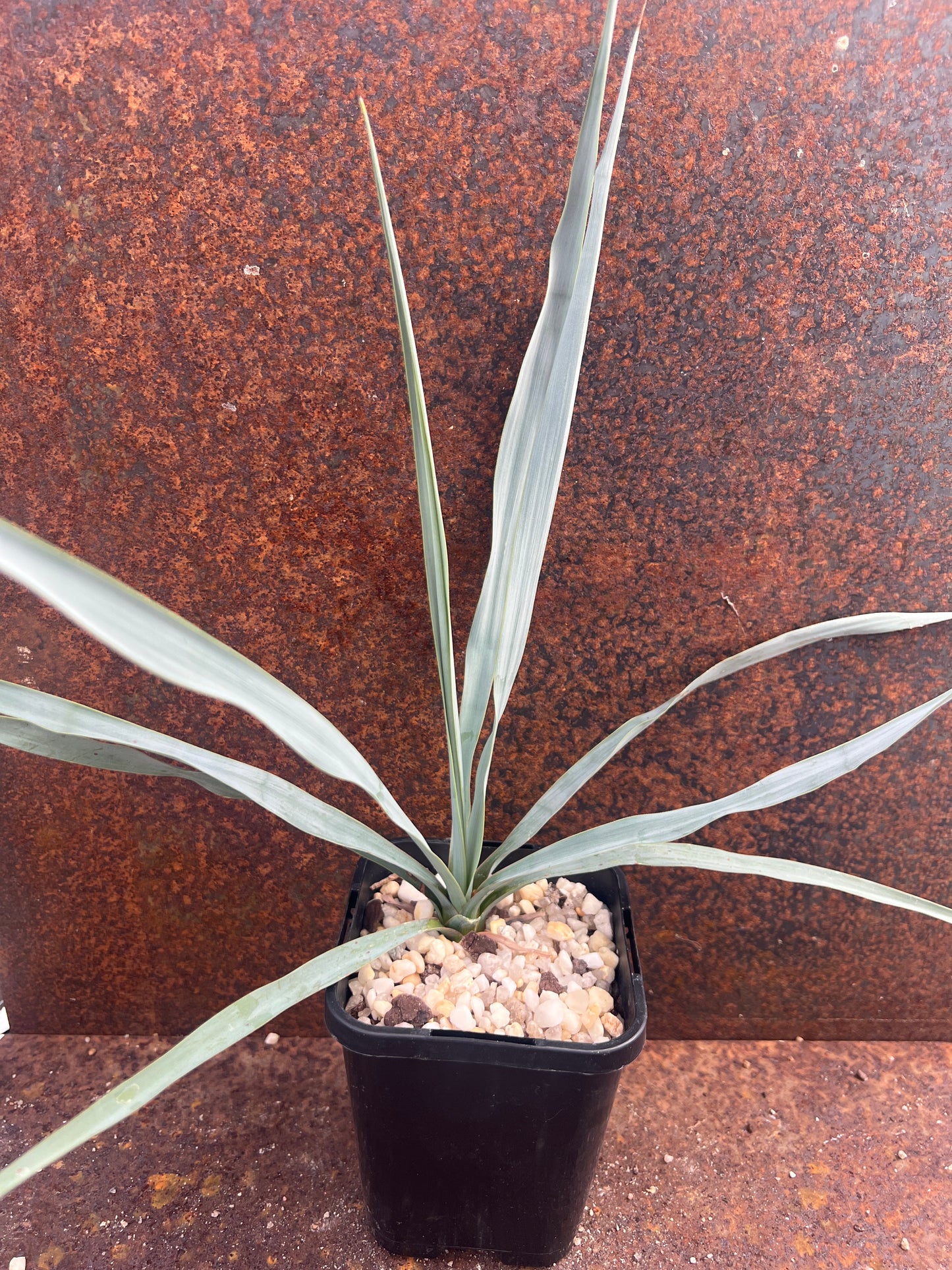 Yucca rigida “Blue Yucca”