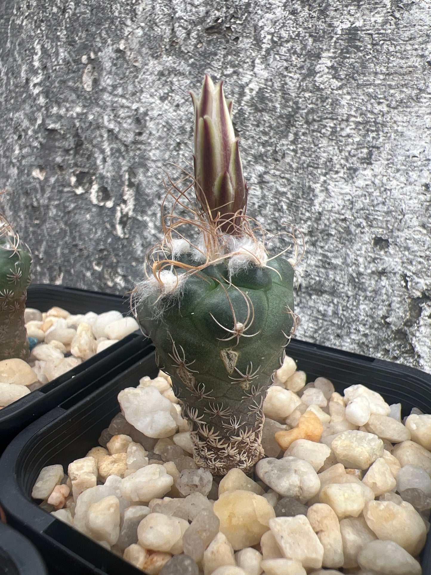 Turbinicarpus macrochele “arrato”