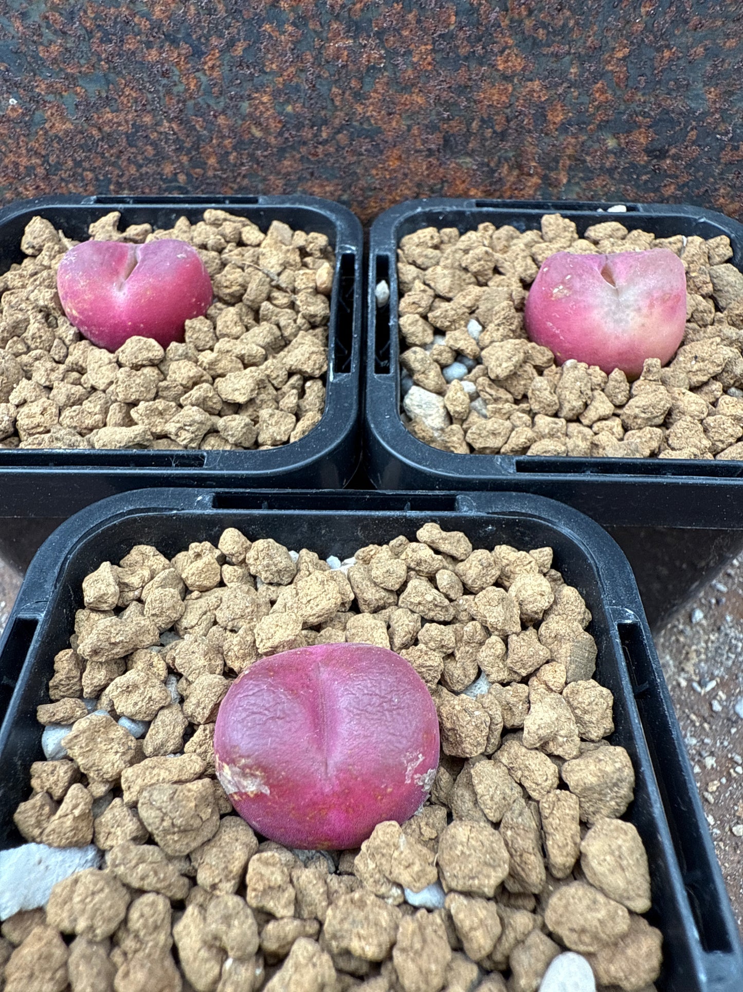 Conophytum maughanii “peach”