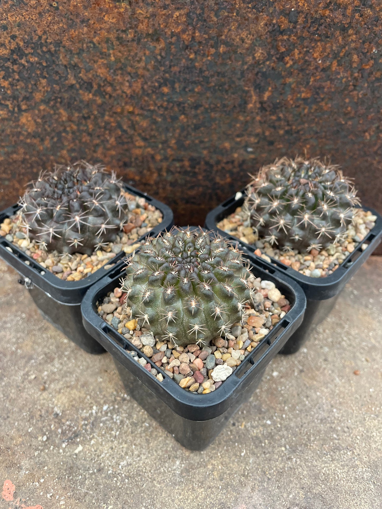 Neochilenia (Eriosyce) odieri