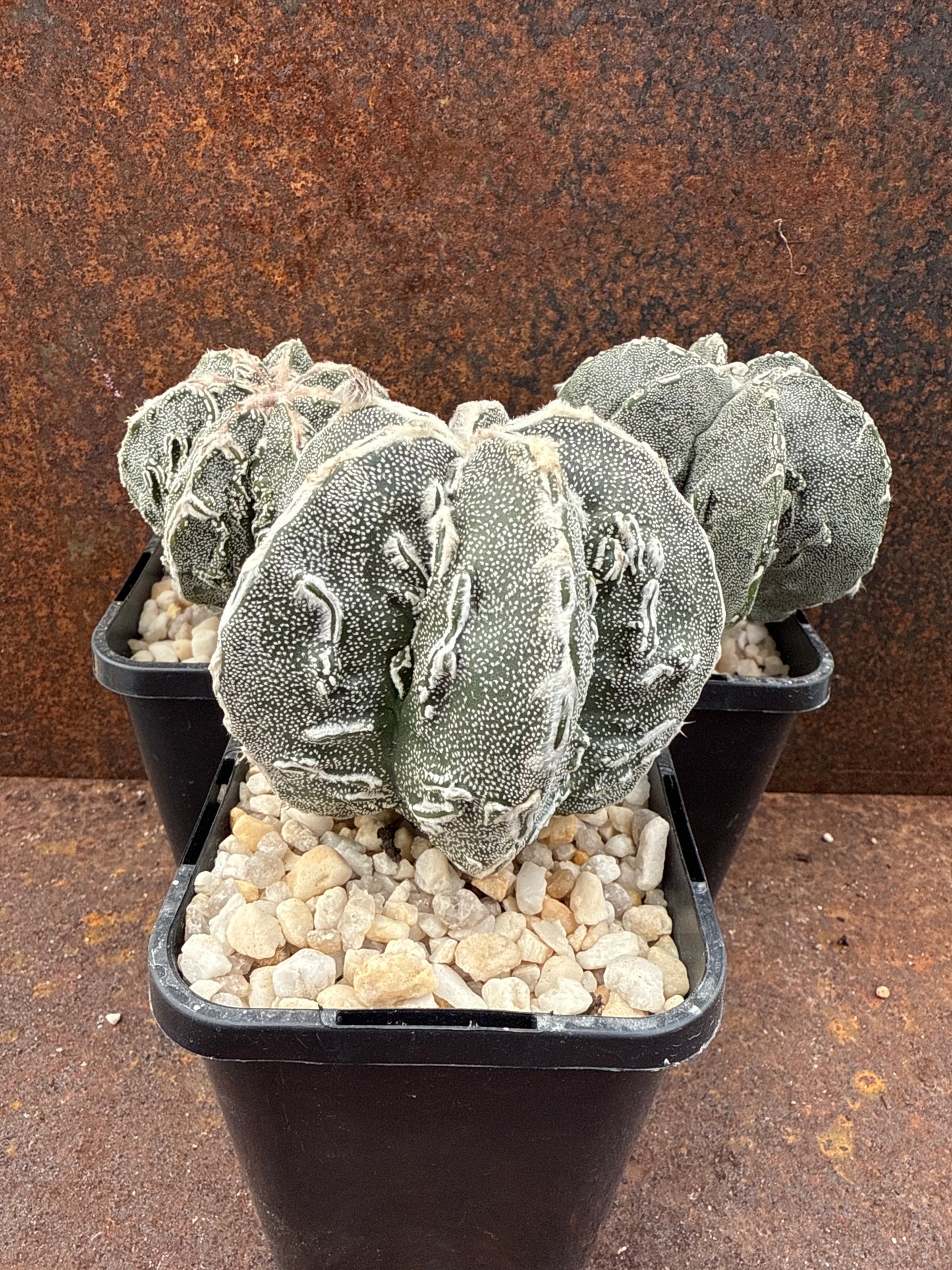 Astrophytum Myriostigma Cv. Fukuryo Hakujo