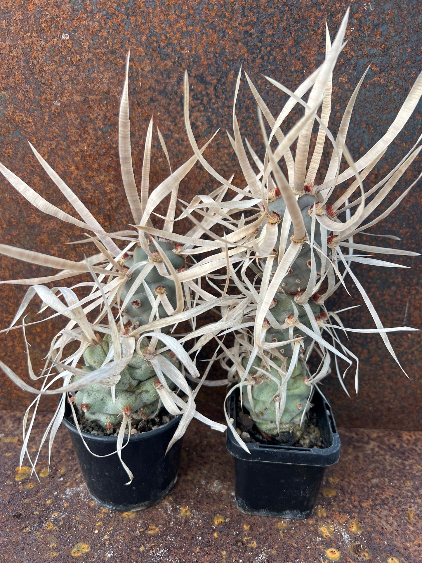 Tephrocactus articulatus var. Major 'Paper Spine Cactus'