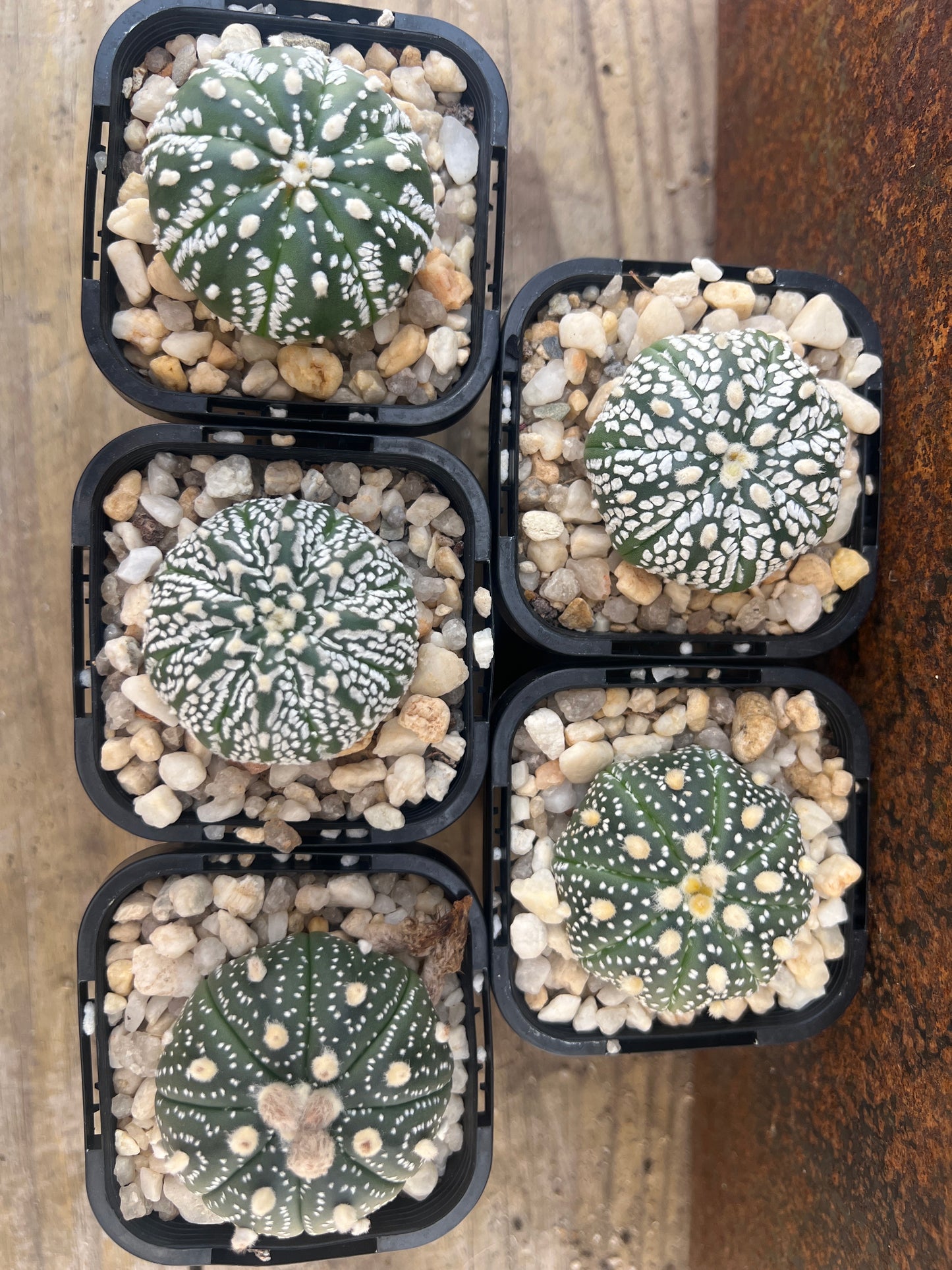 Astrophytum asterias 'super kabuto'