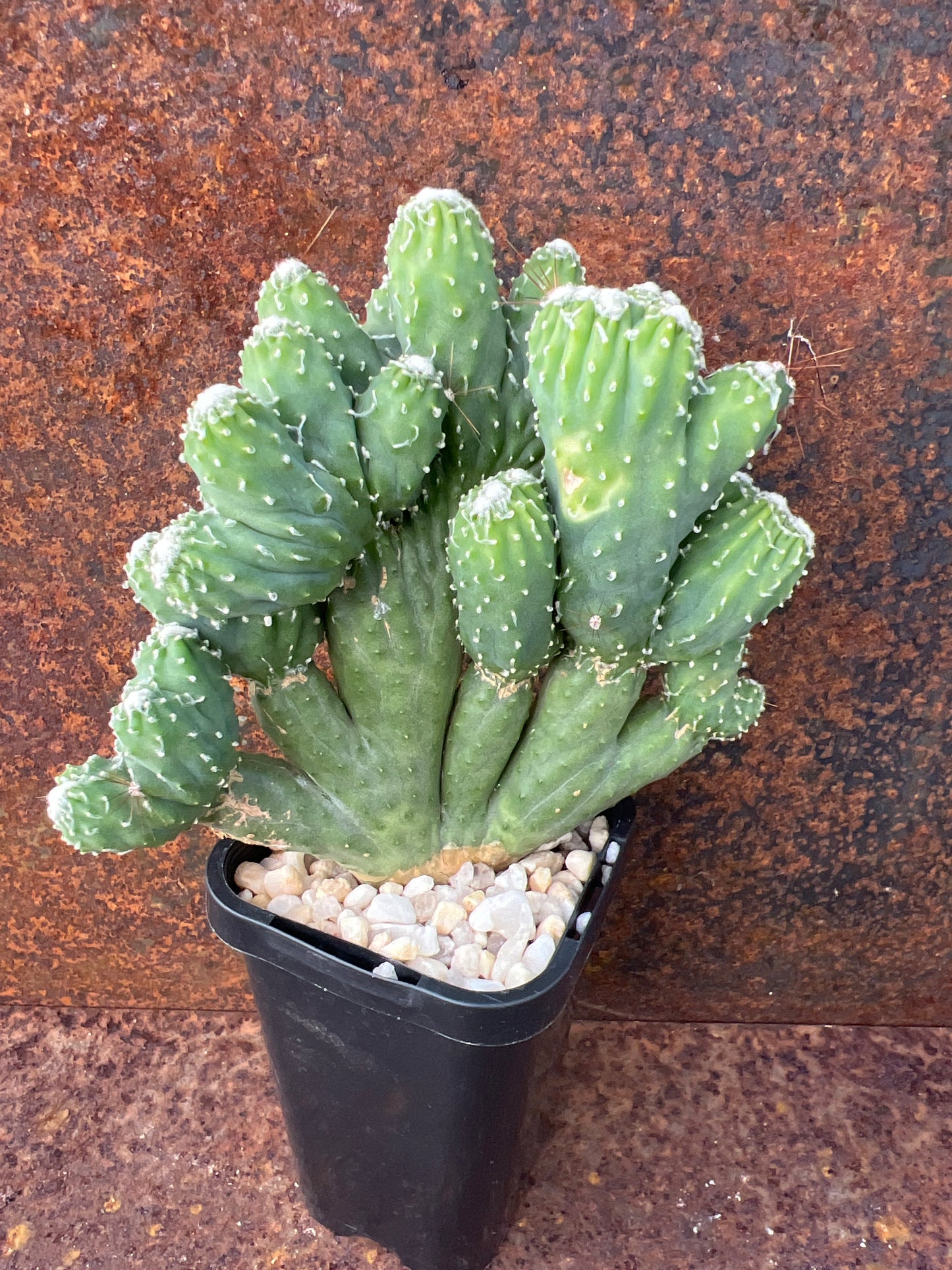 Cereus hildmannianus “Wild Thing”