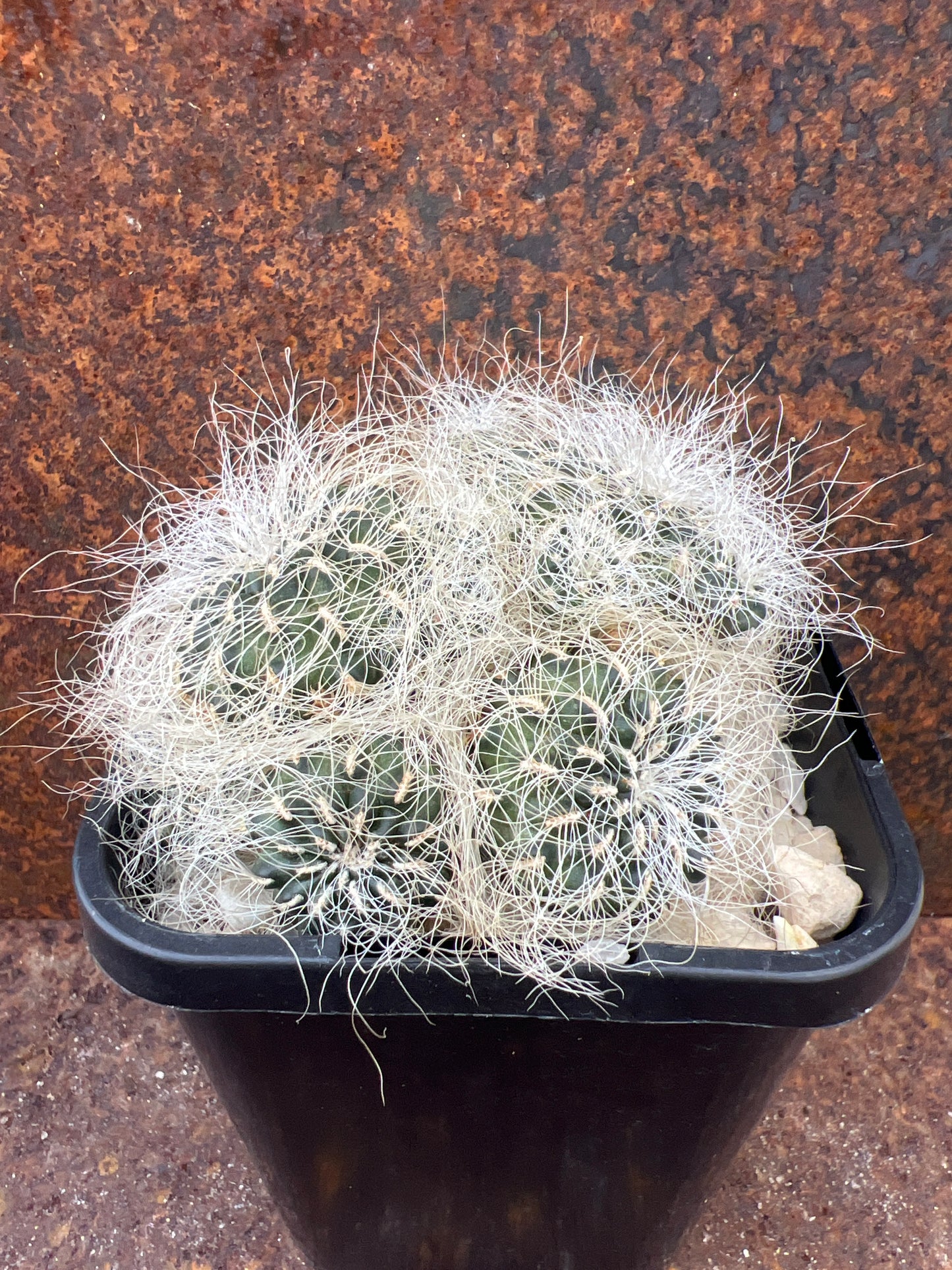 Sulcorebutia hertusii KK2005