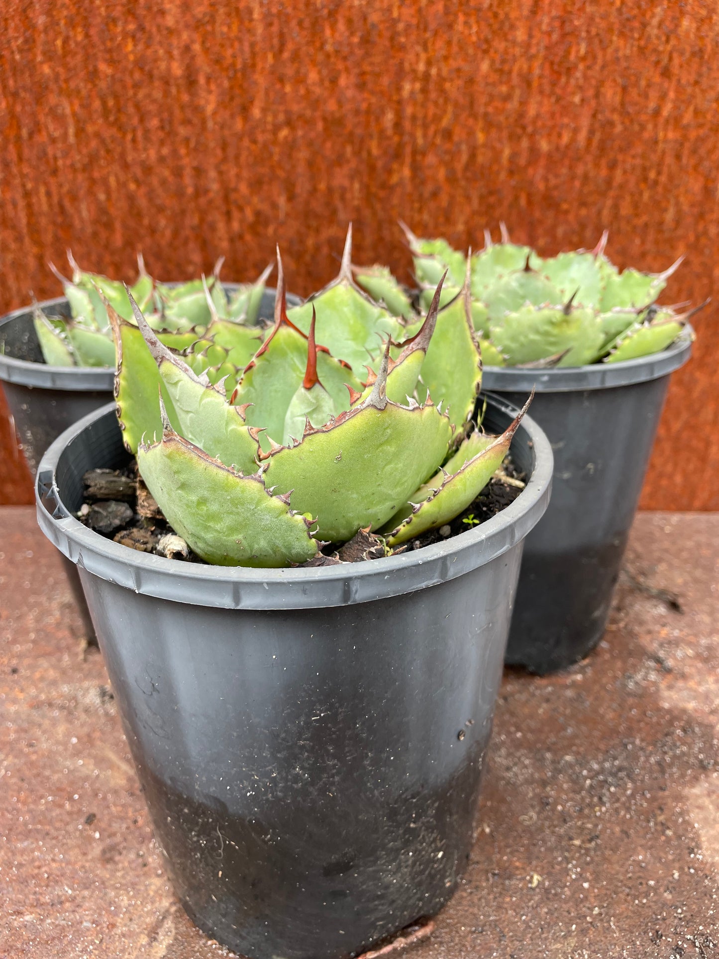 Agave garciae-mendozae