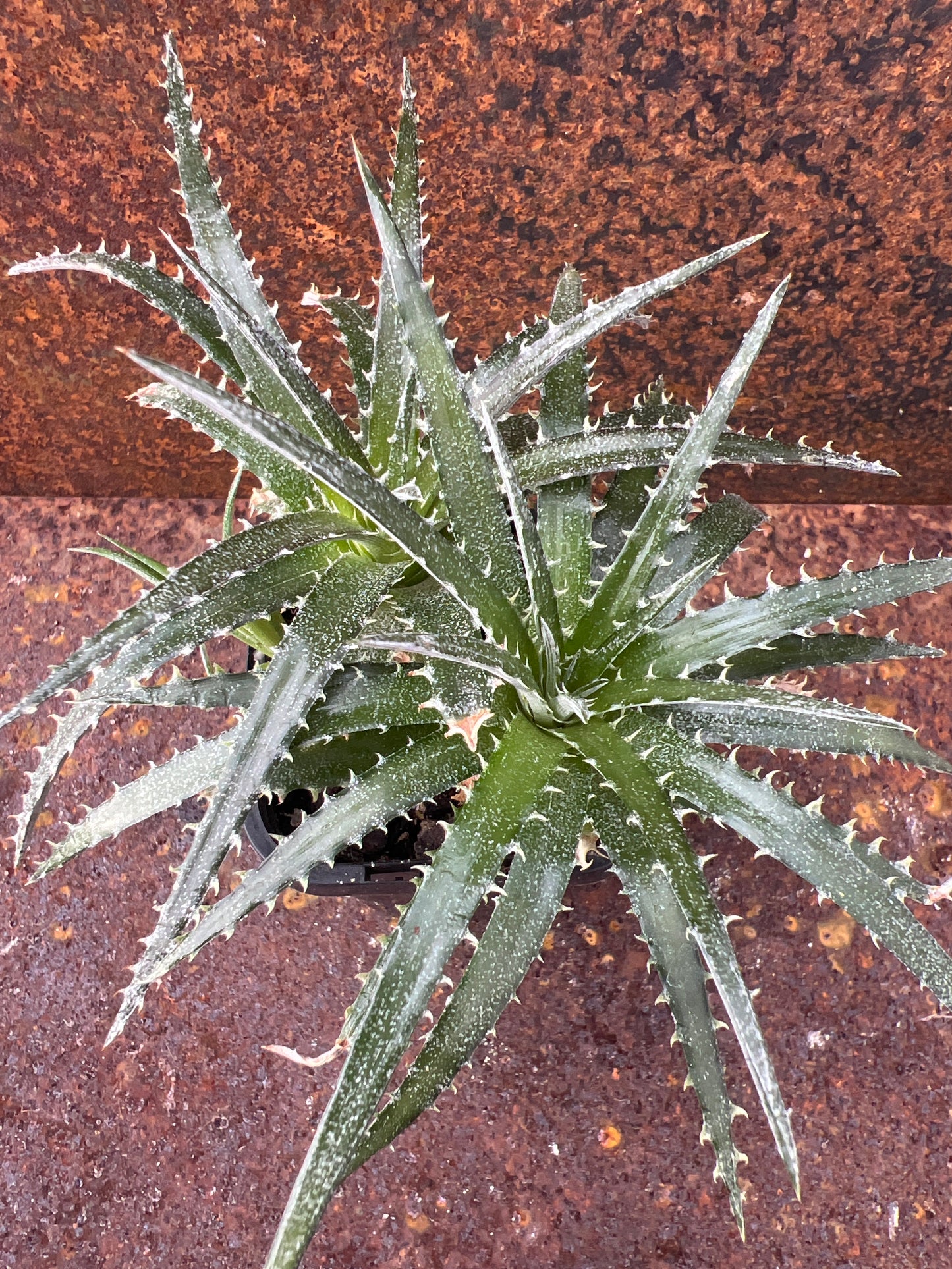 Dyckia 'Brittle Star'