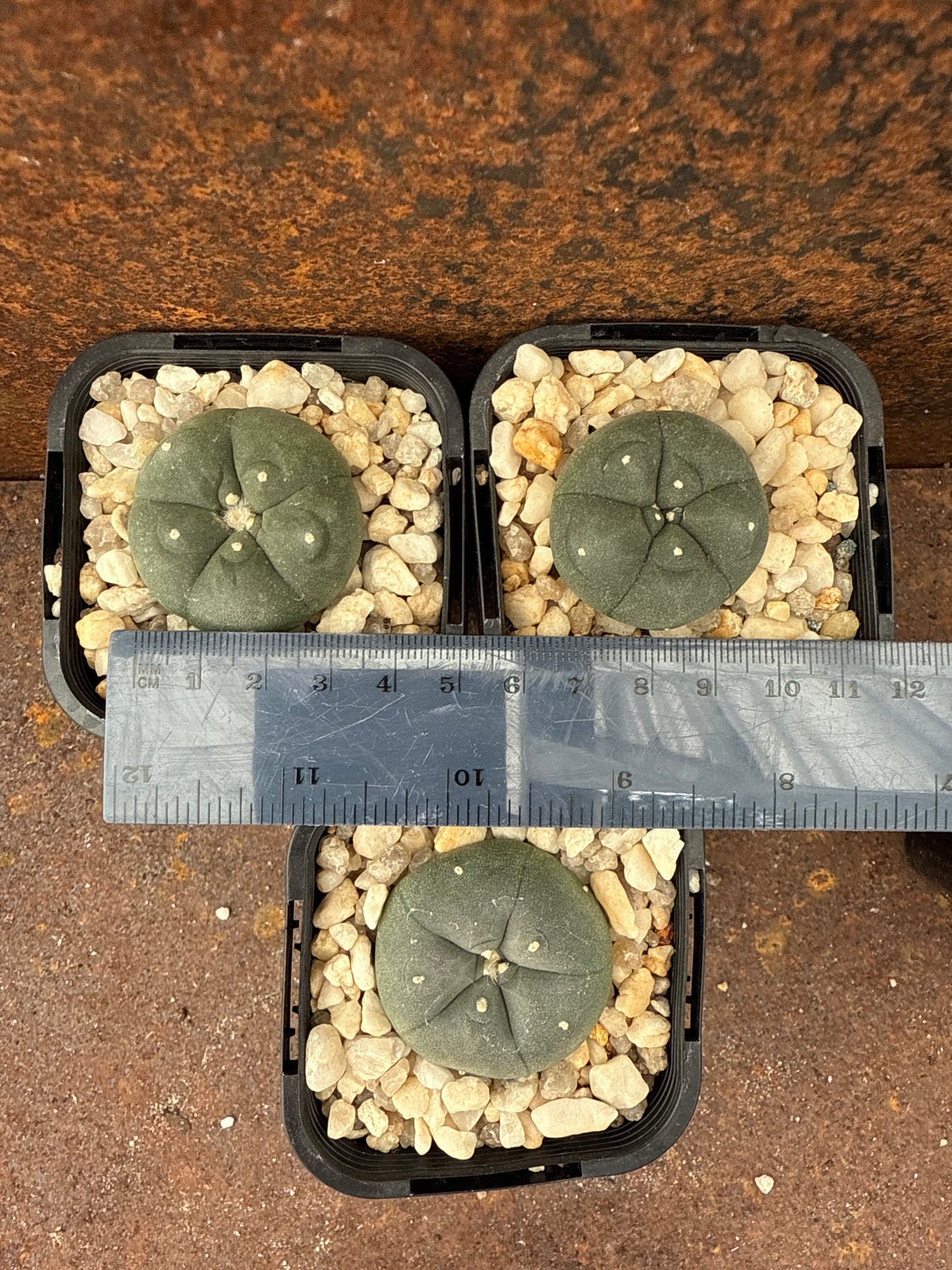 L fricii (seed grown)