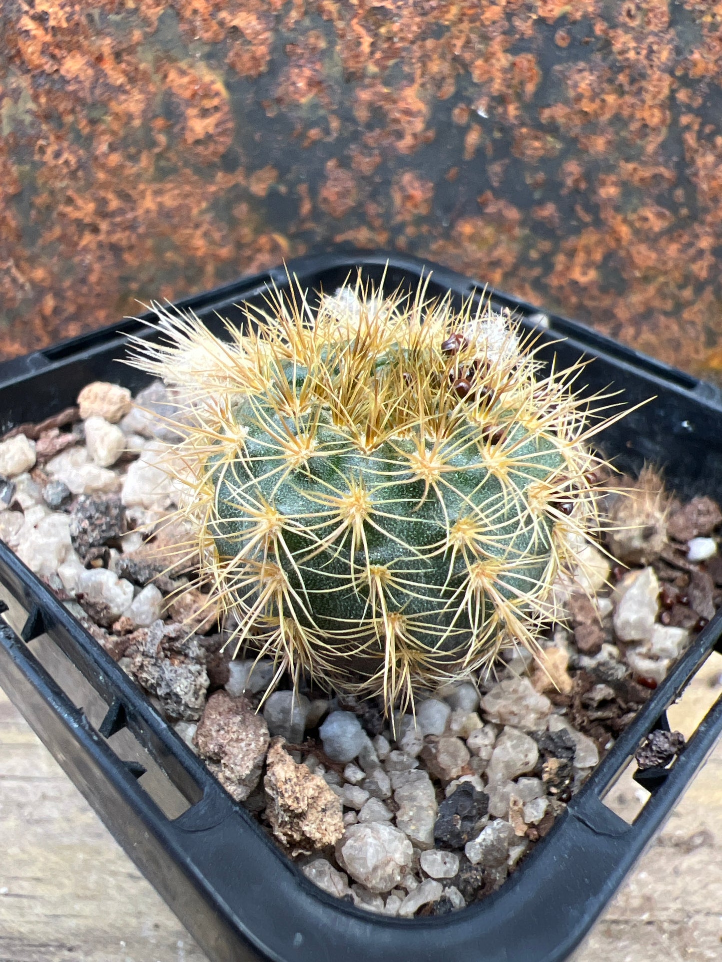 Frailea heliosa