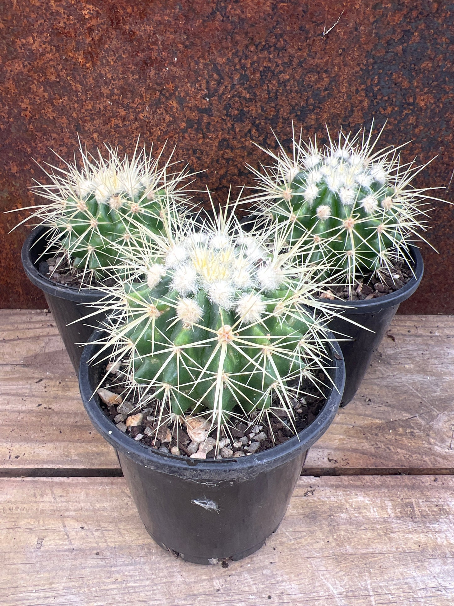 Kroenleinia grusonii “Golden Barrel”