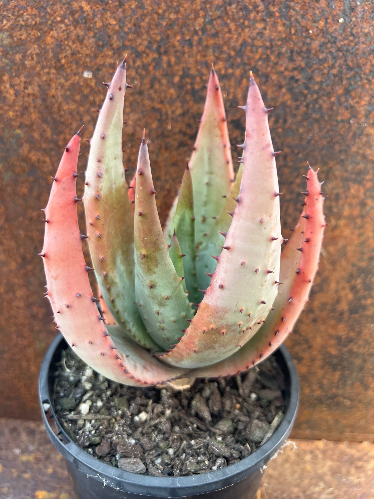 Aloe reitzii