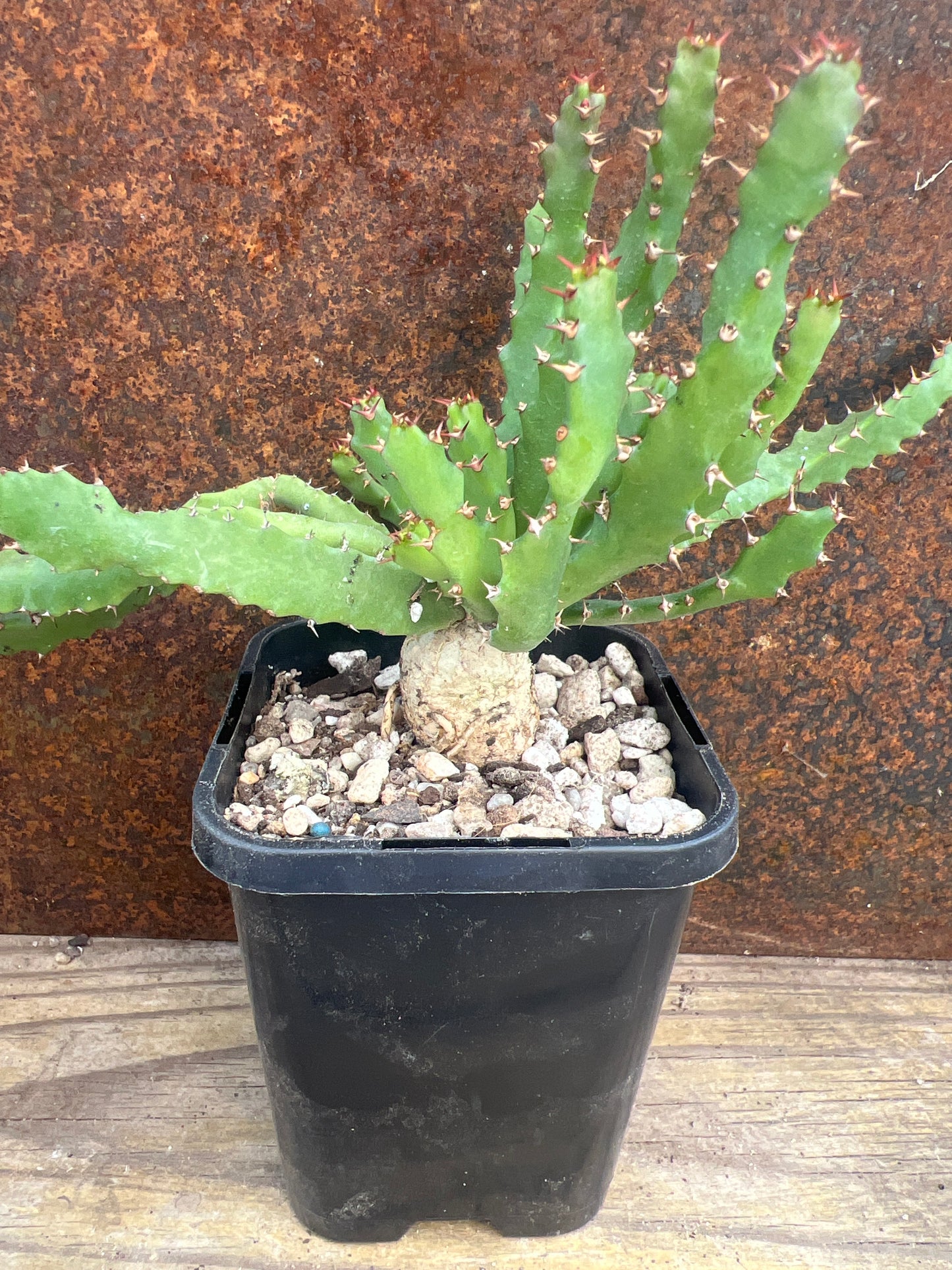 Euphorbia stellata - caudex