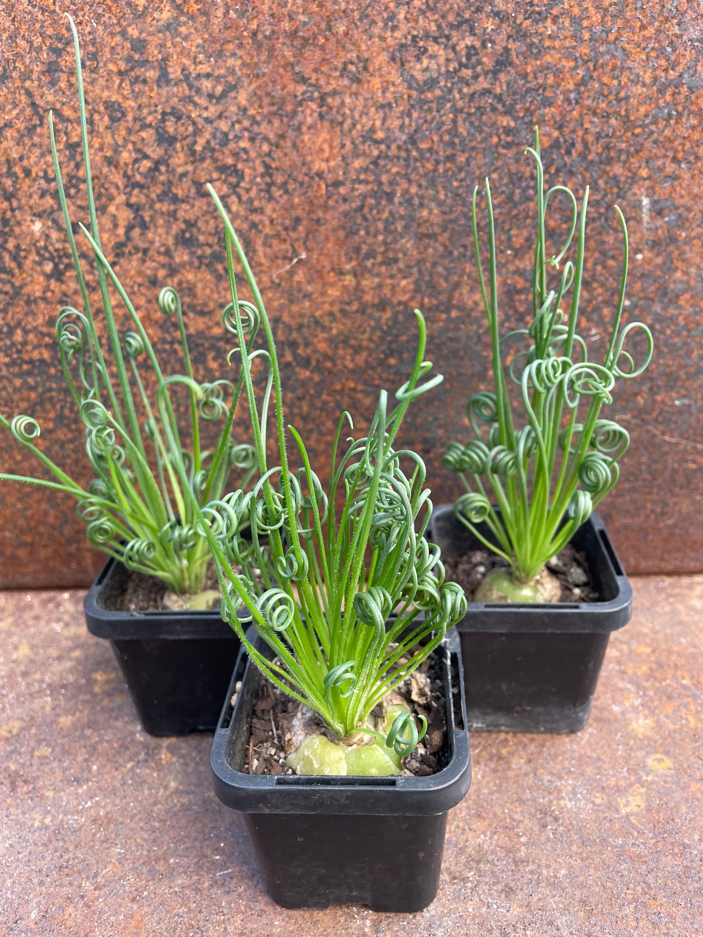 Albuca spiralis “frizzle sizzle”