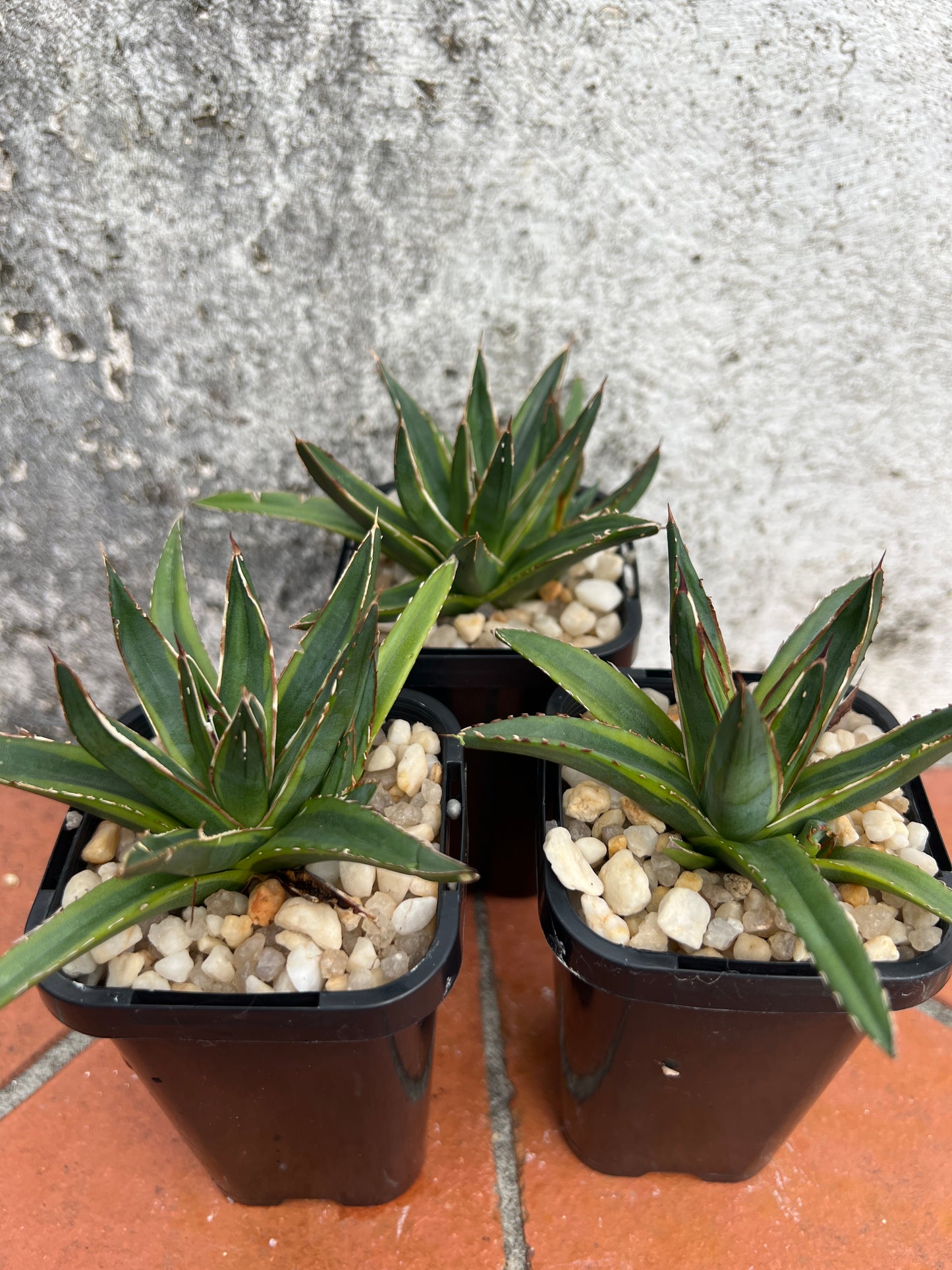Agave victoriae-reginae variegata
