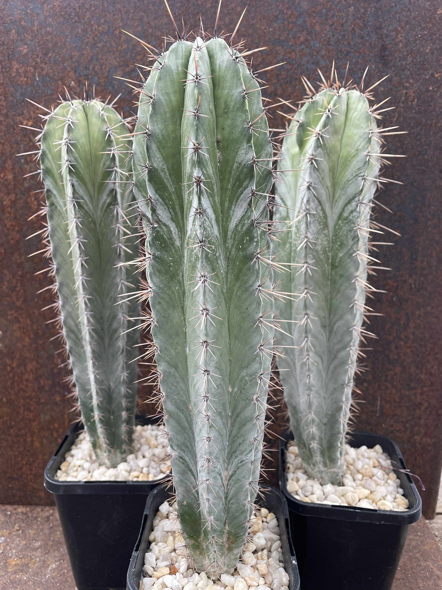 Polaskia chichipe
