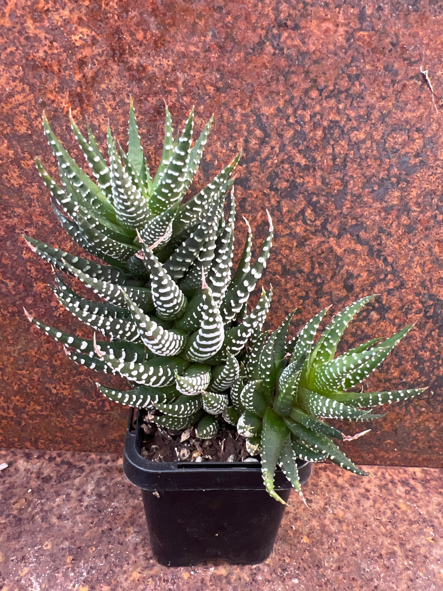 Haworthia coarctata