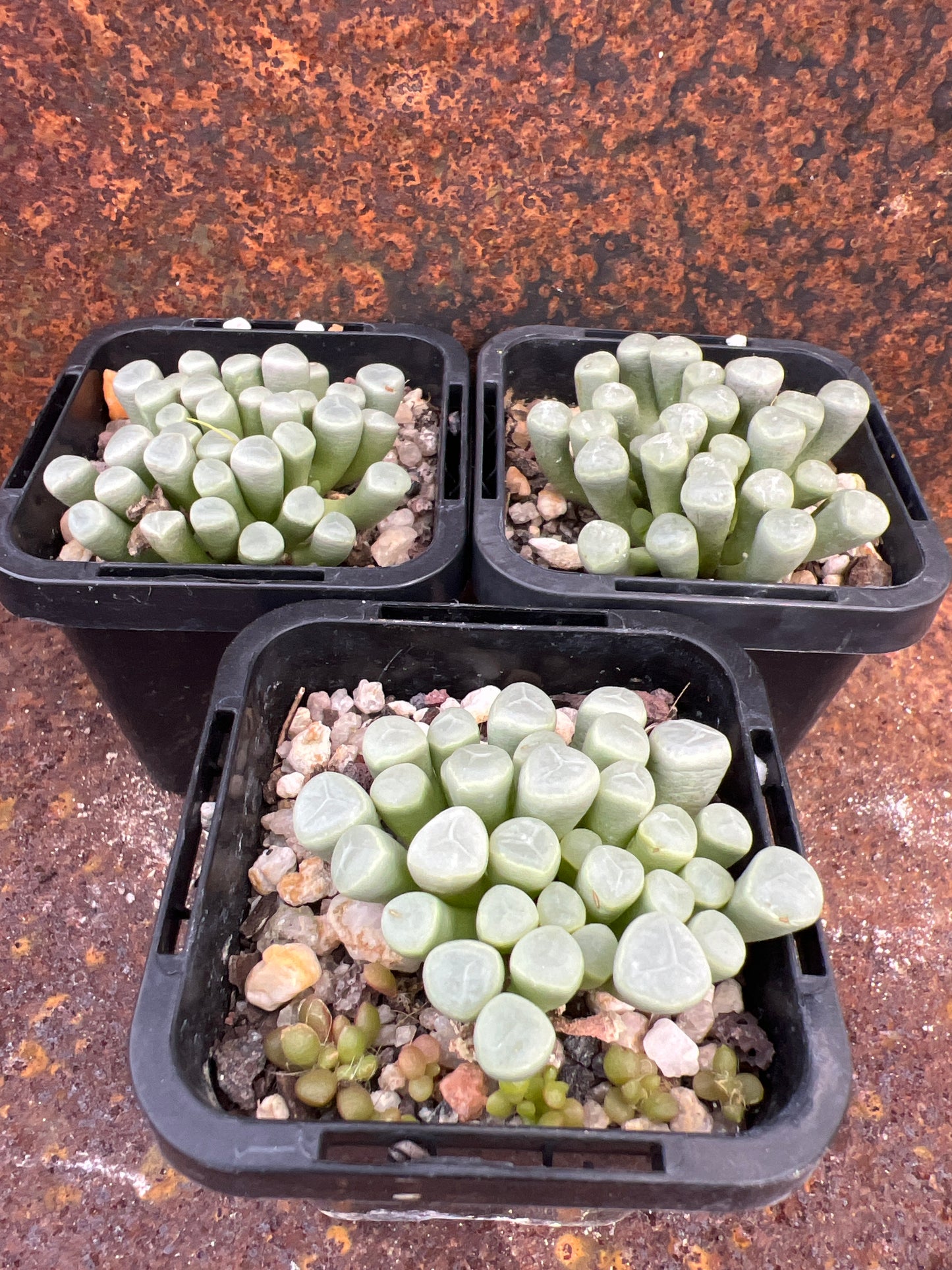 Fenestraria rhopalophylla “baby toes”