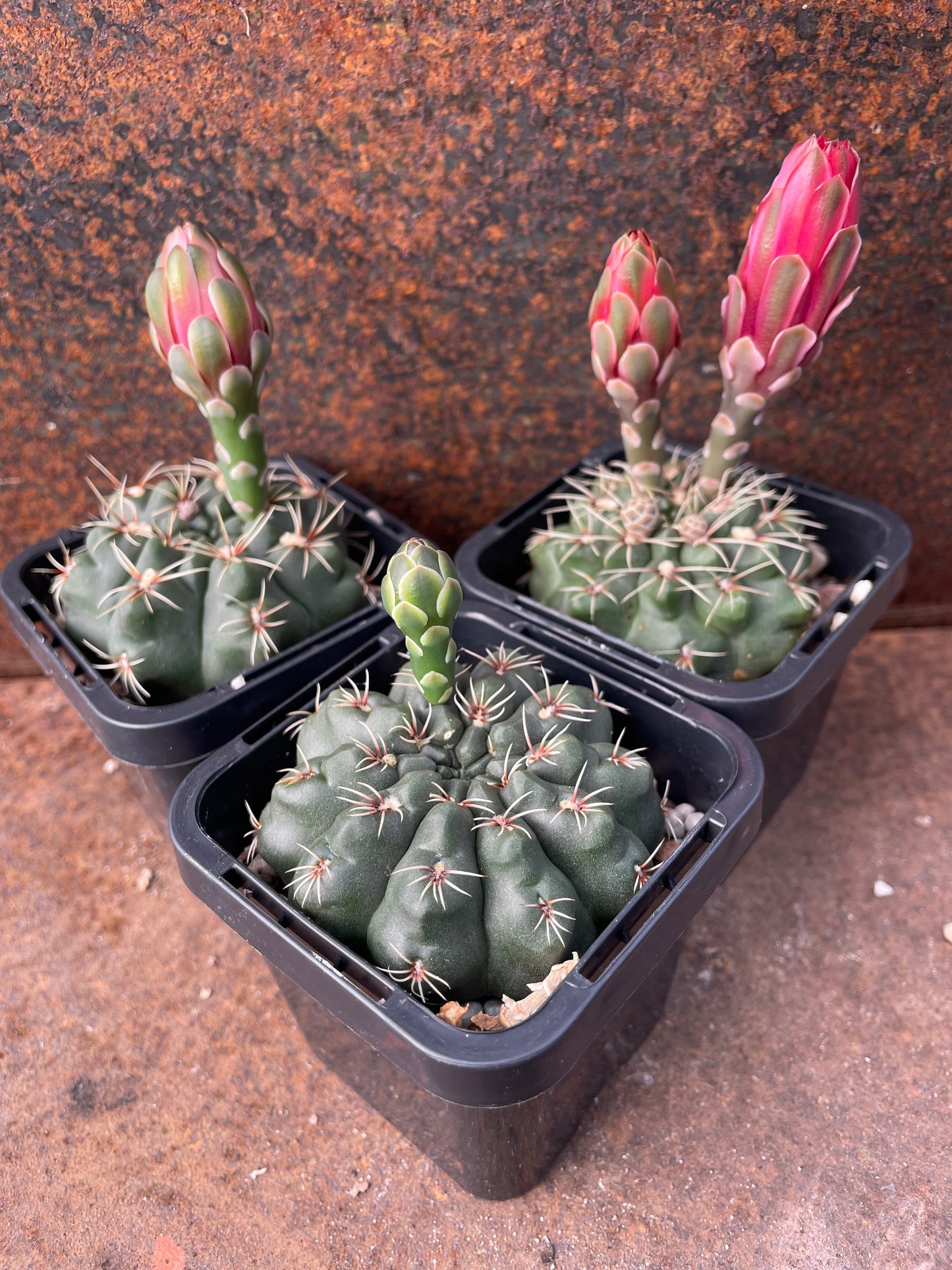Gymnocalycium baldianum