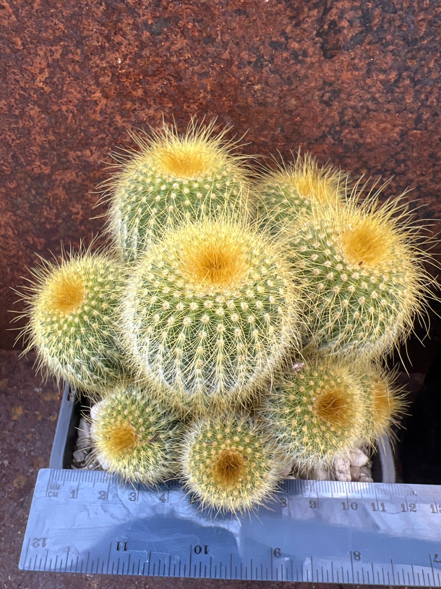 Parodia leninghausii