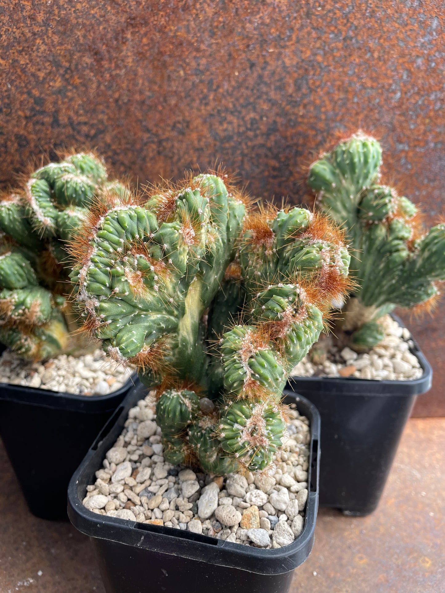 Cereus forbesii monstrose variegata