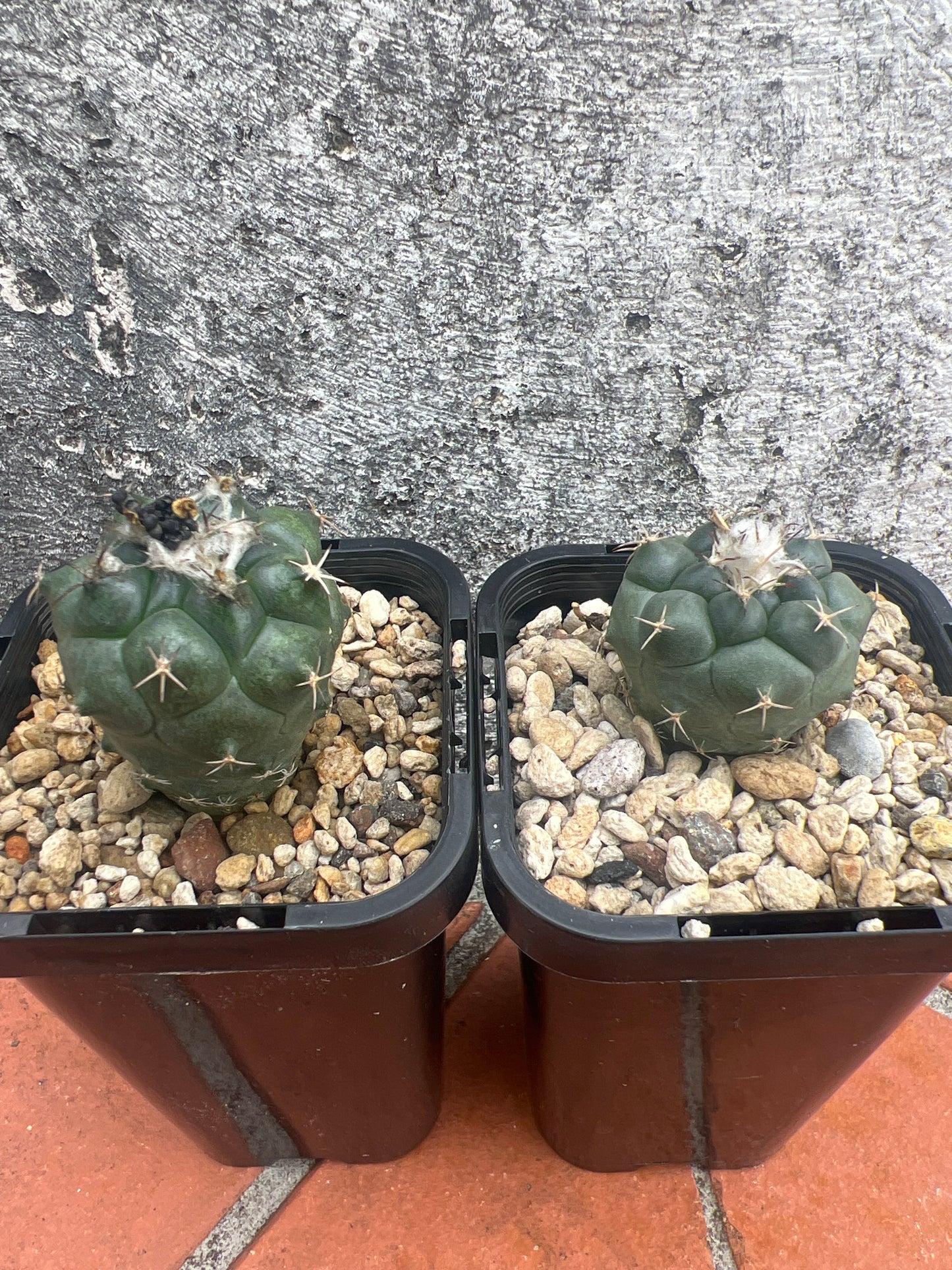 Turbinicarpus lophophoroides