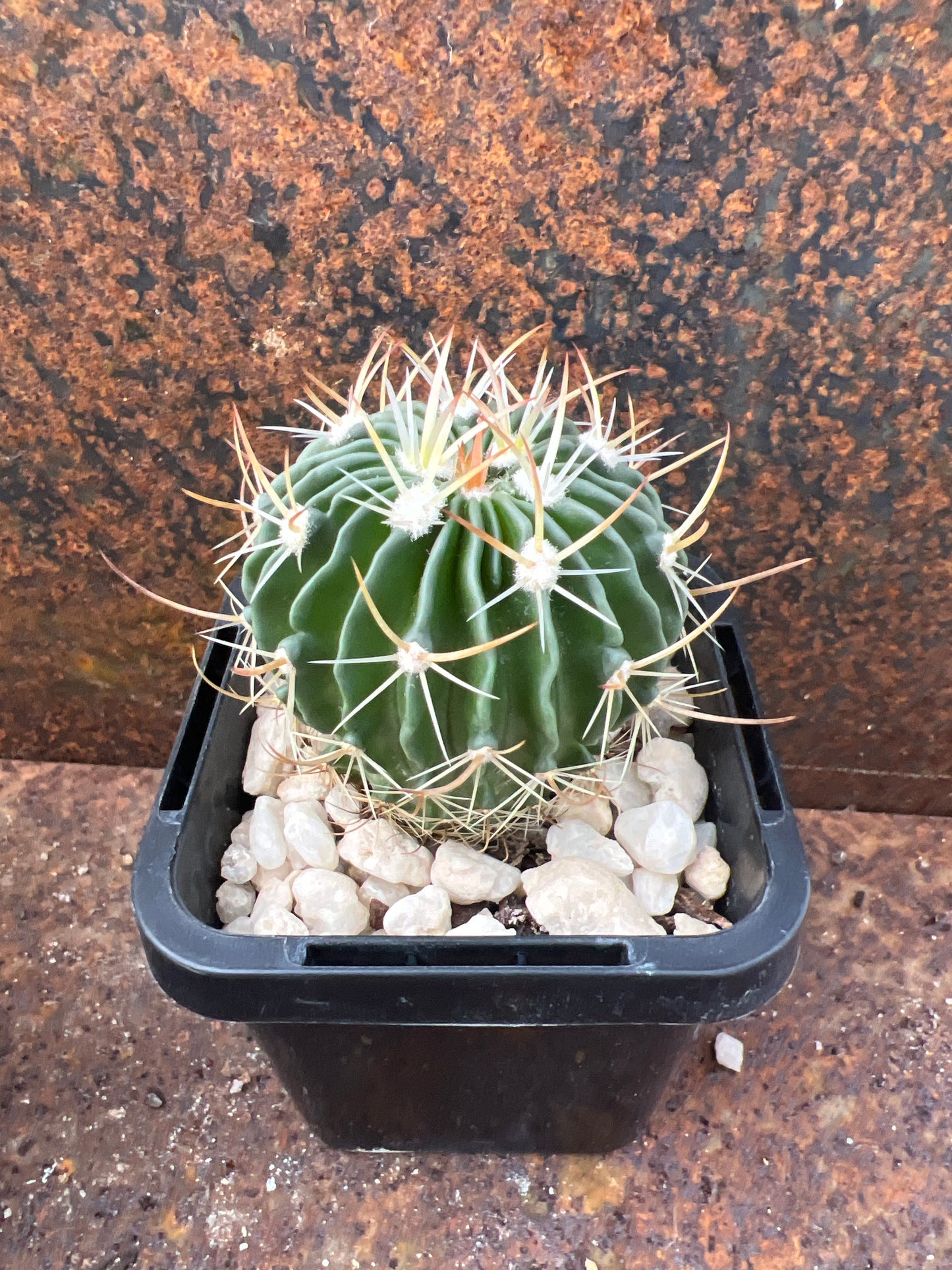Stenocactus ochoterenus