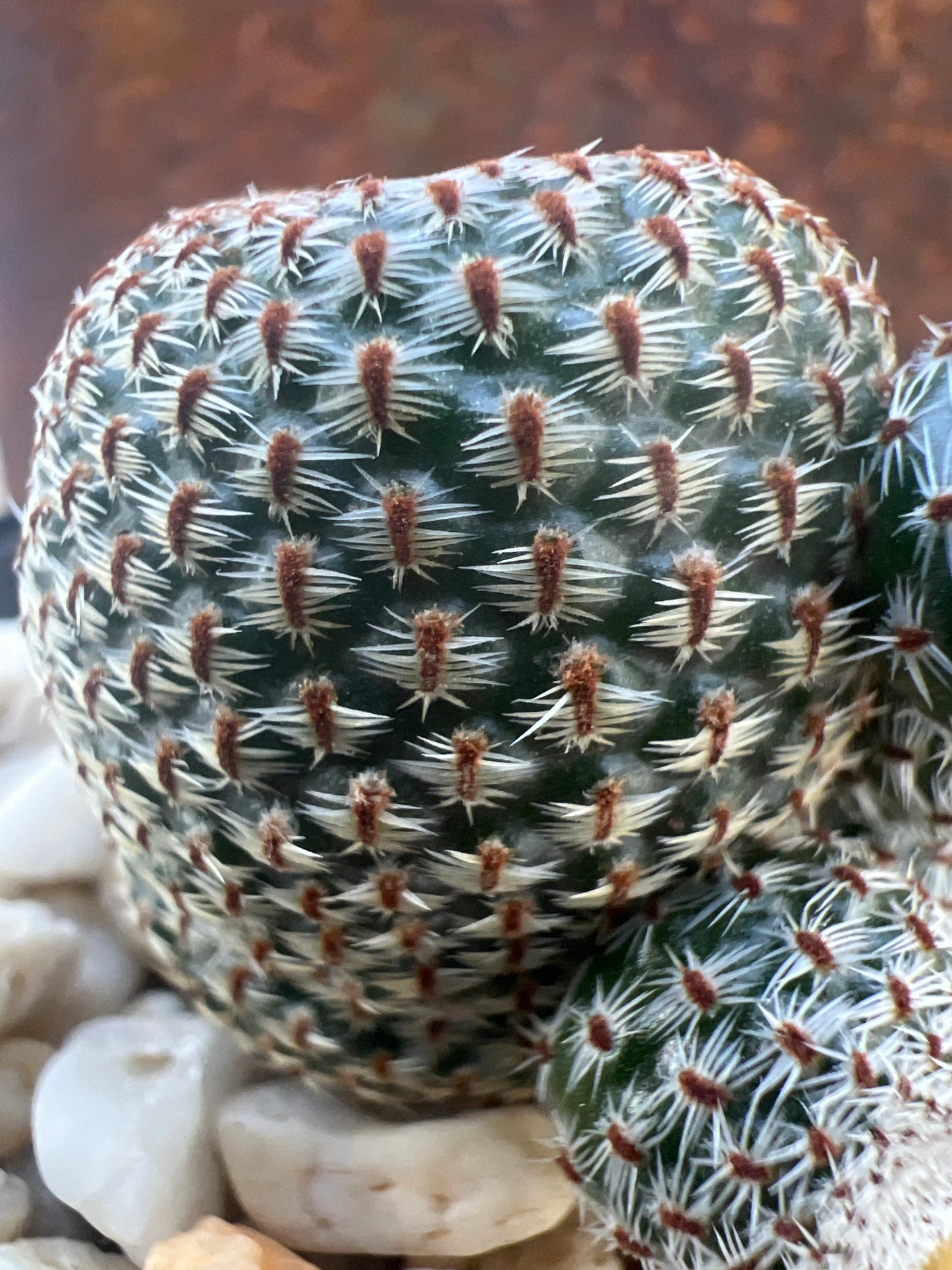 Rebutia heliosa