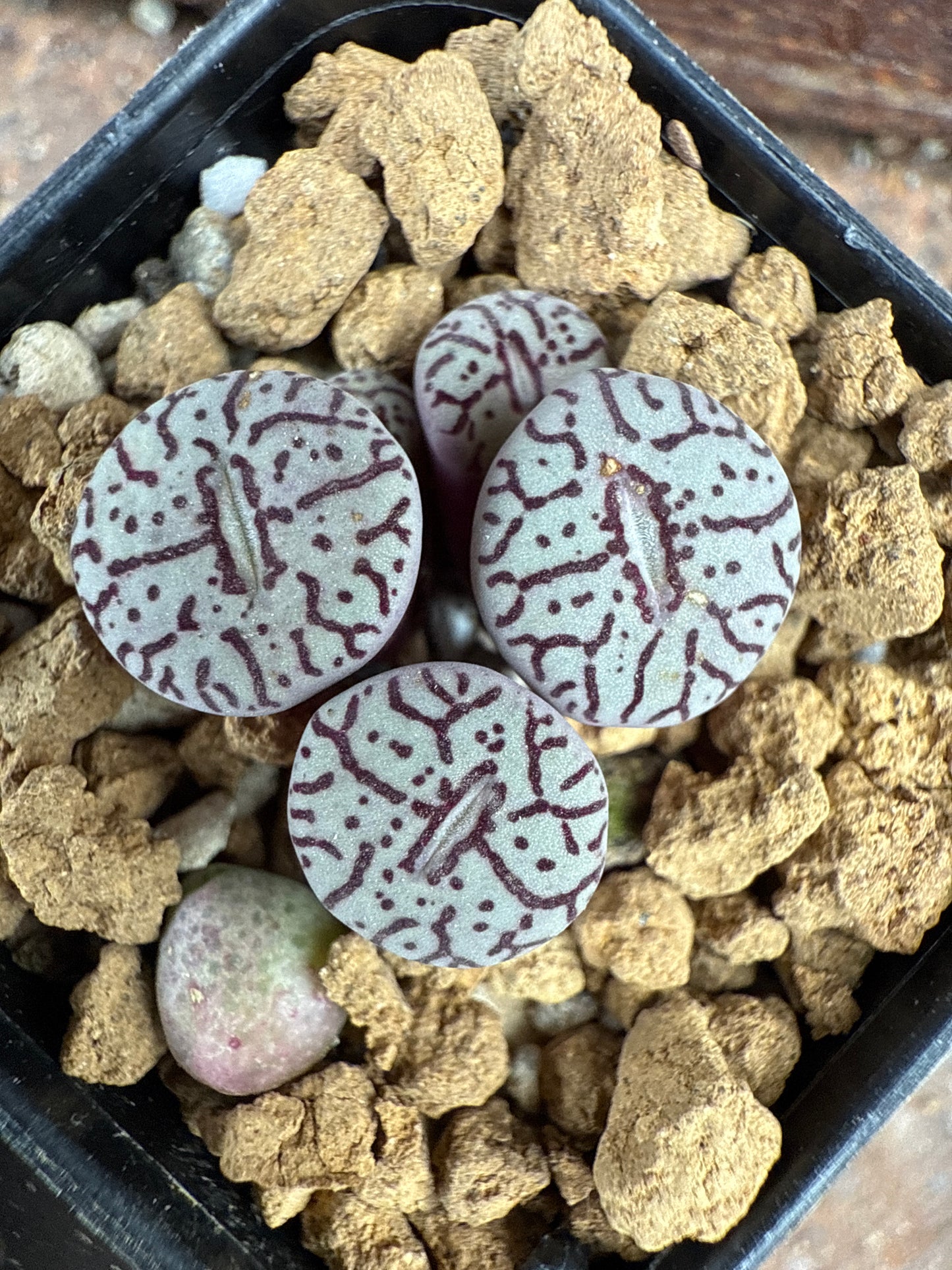 Conophytum wittebergense