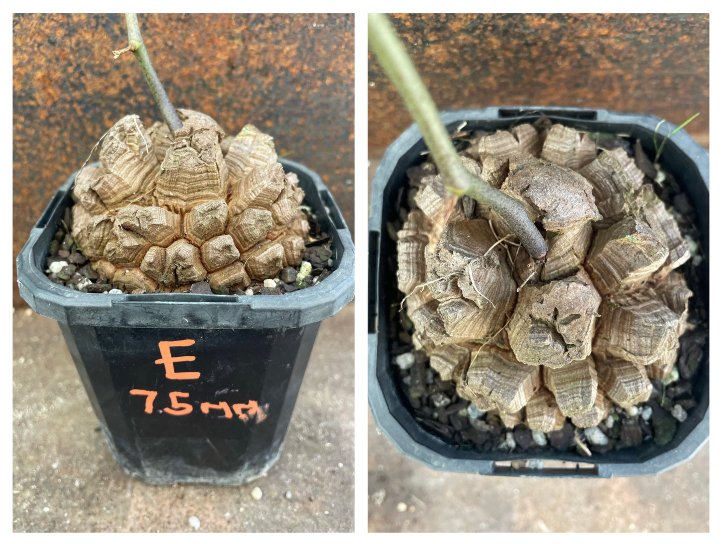 Dioscorea elephantipes (elephant’s foot)