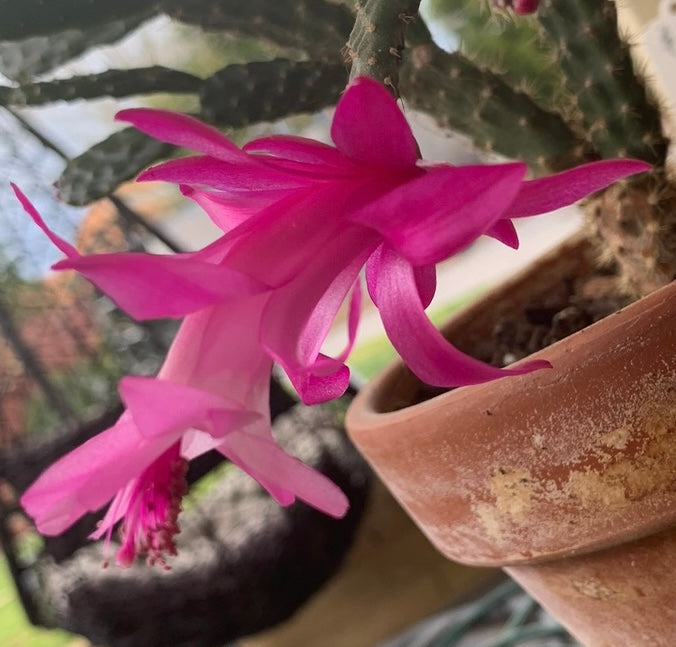Schlumbergera opuntioides