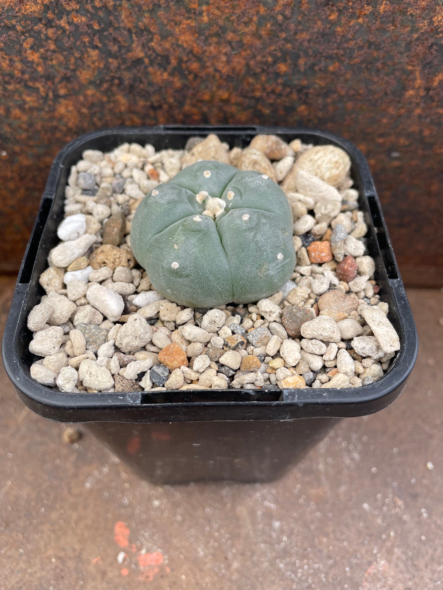 LW Waxy Blue (seed grown)