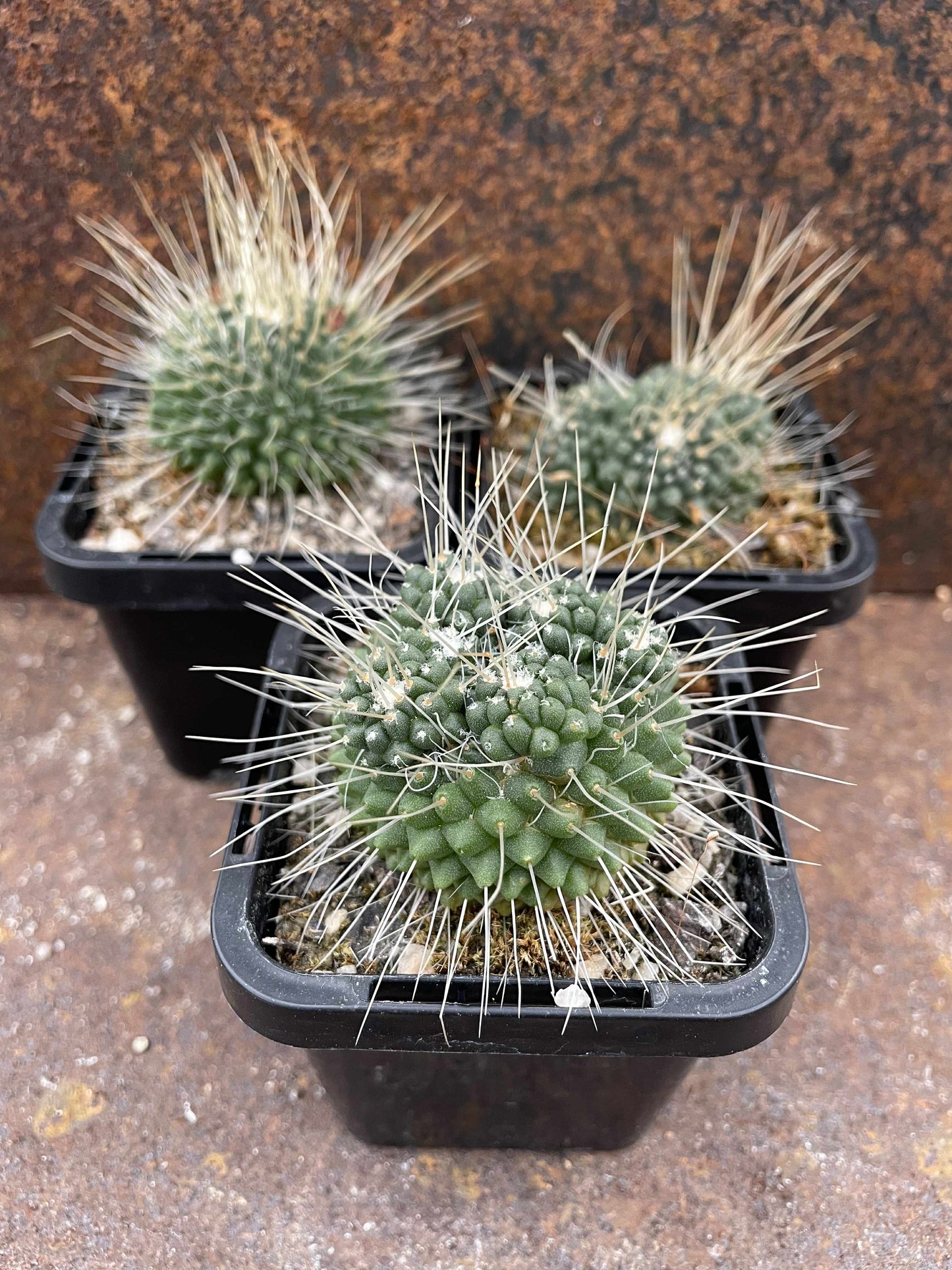 Mammillaria spinosissima cv 'spike'