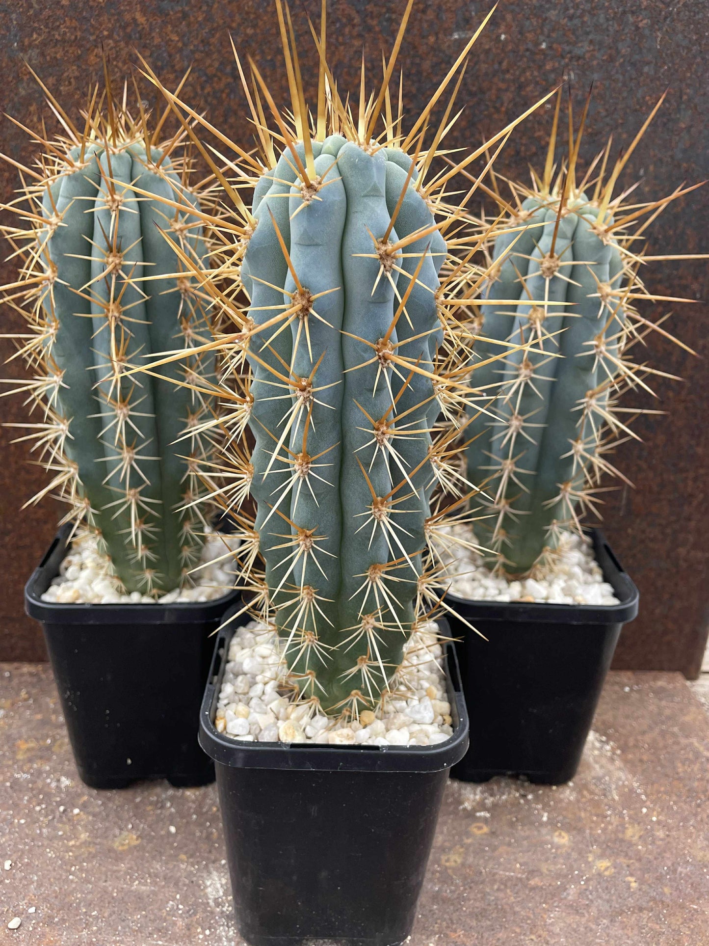 Azureocereus hertlingianus