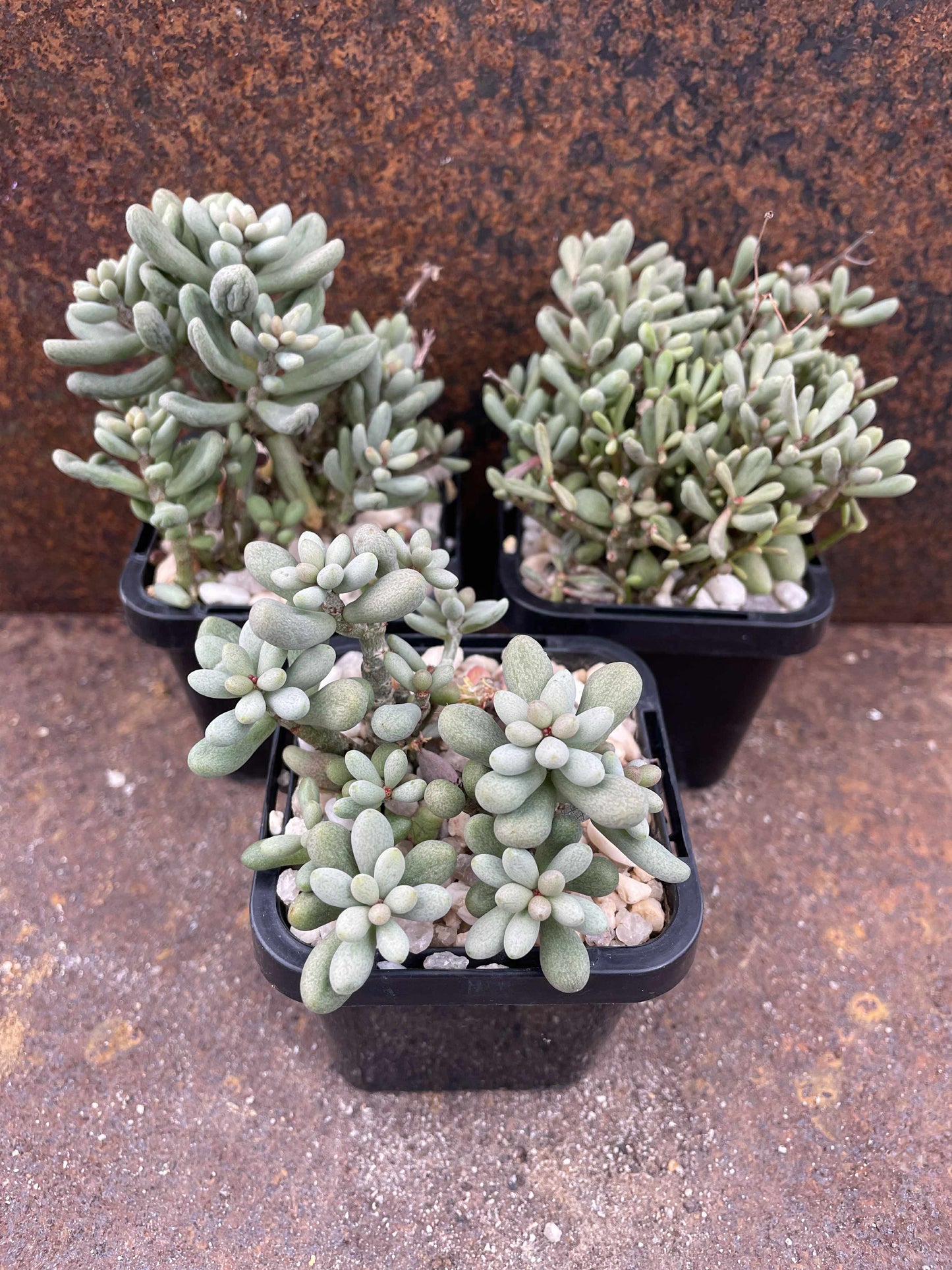 Tylecodon schaeferianus