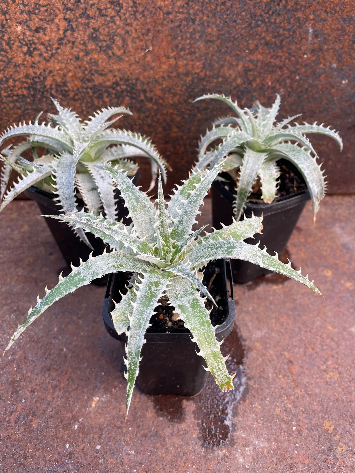 Dyckia Gran Marnier