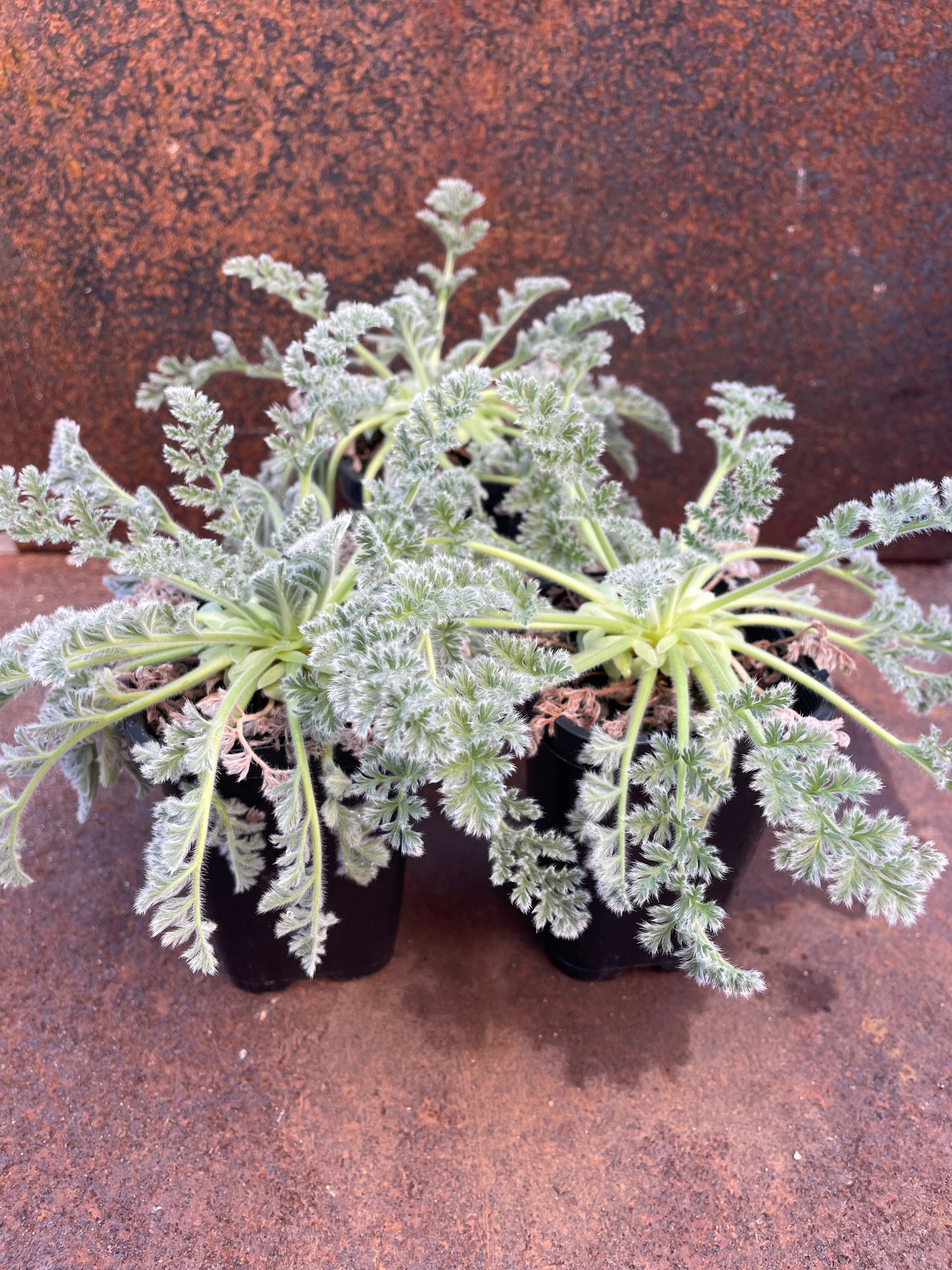 Pelargonium appendiculatum