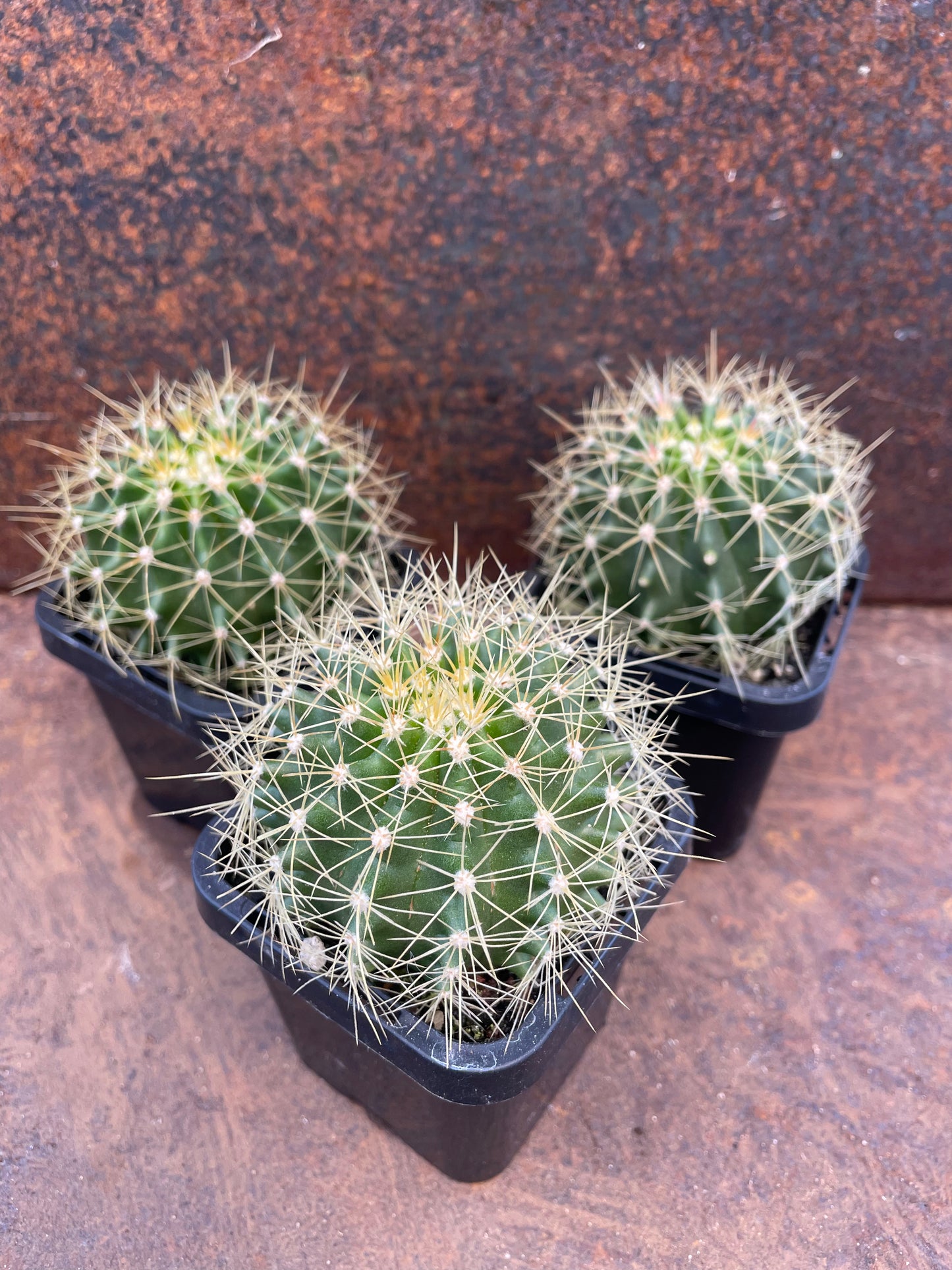 Ferocactus schwarzii