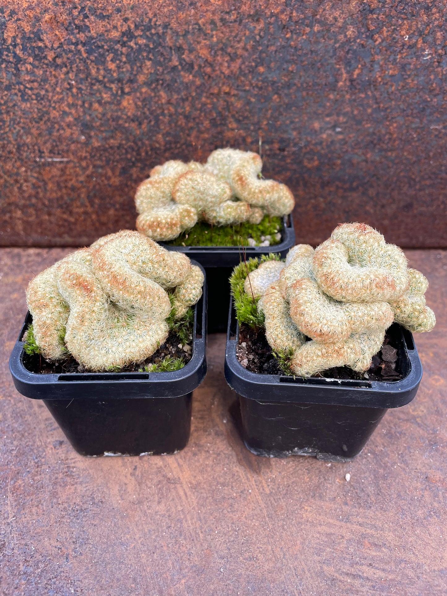 Mammillaria brain cactus