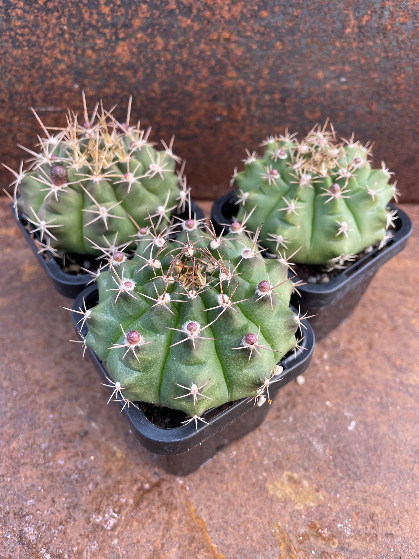 Gymnocalycium damsii