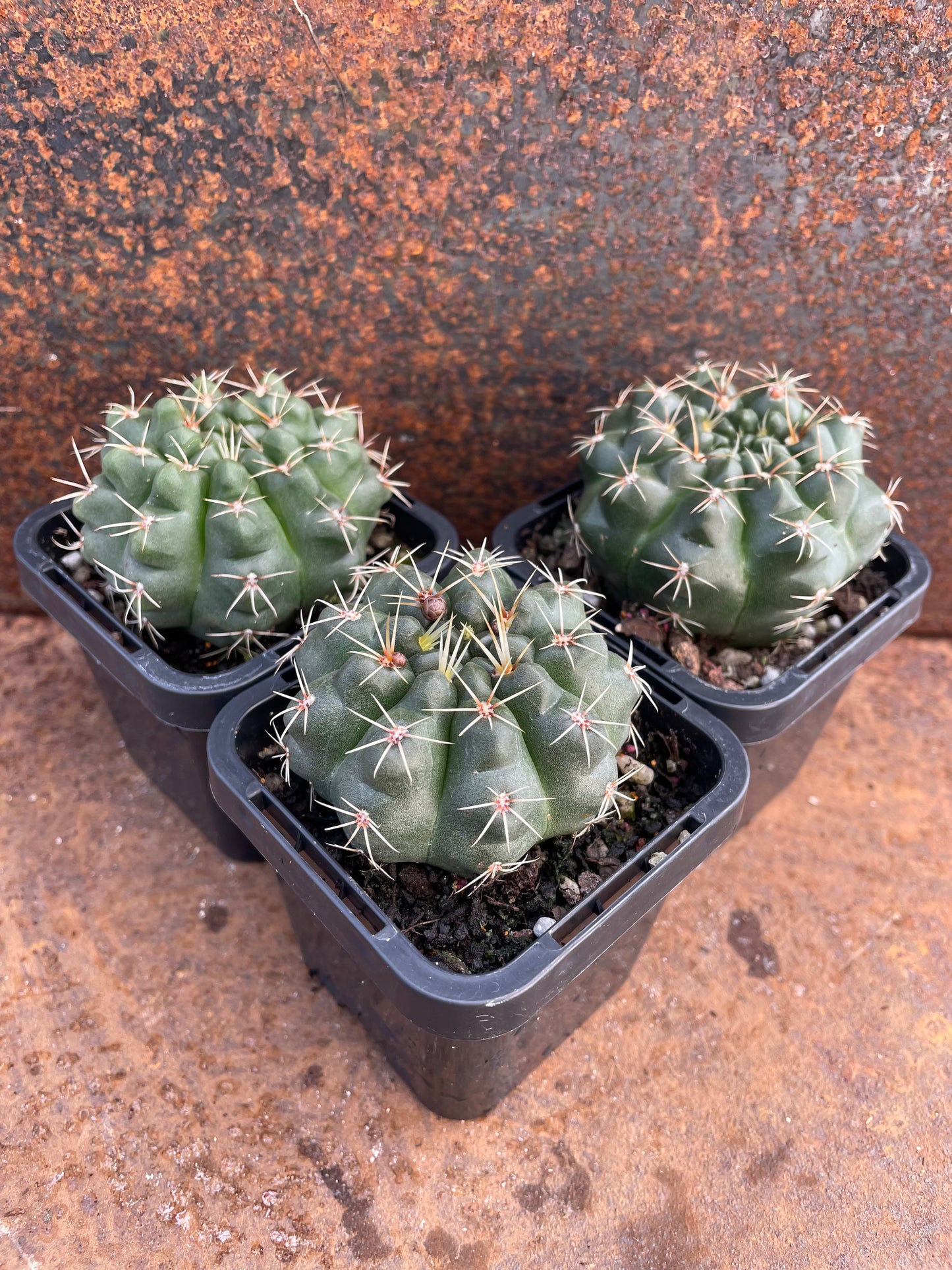 Gymnocalycium baldianum