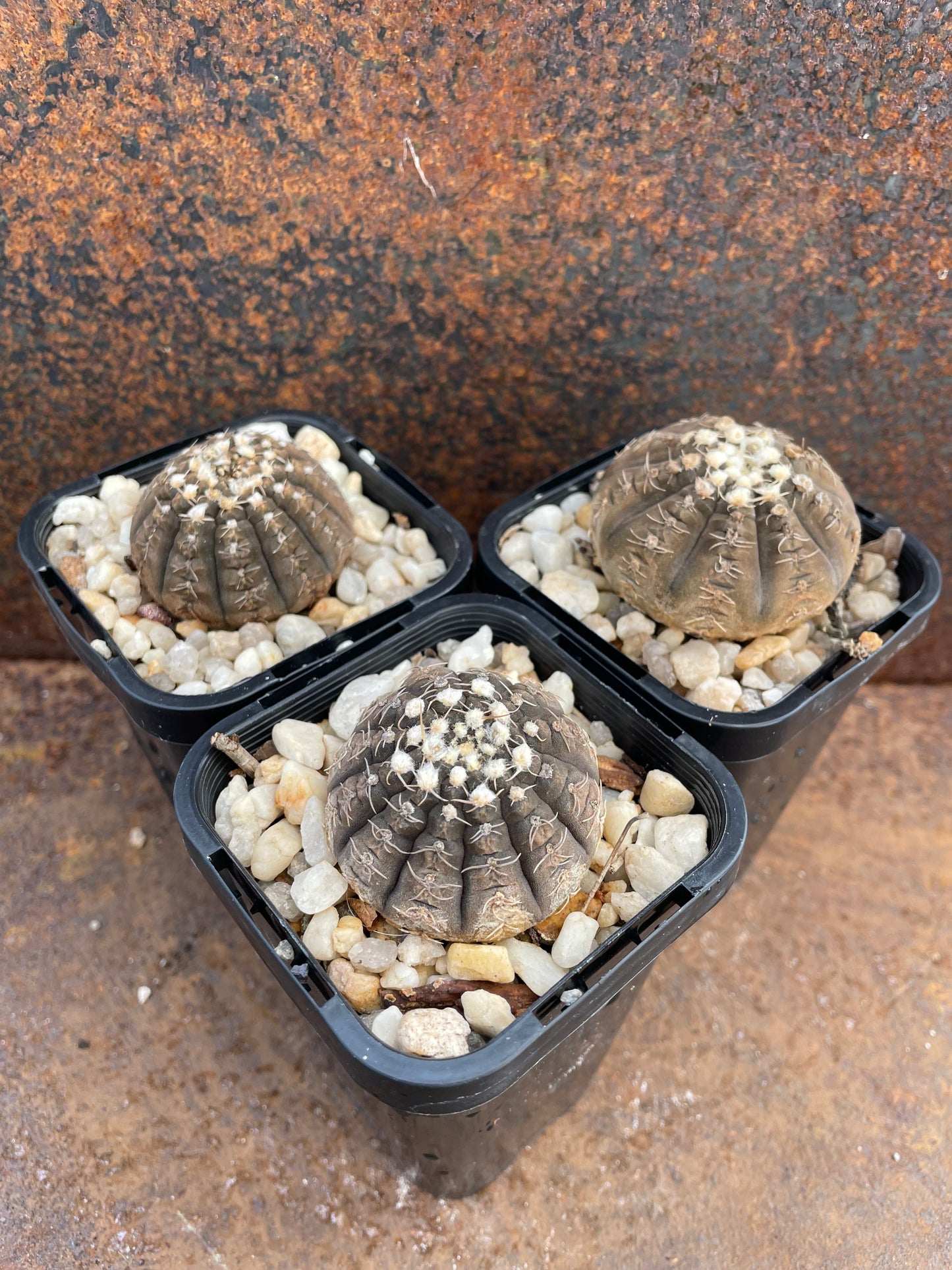 Gymnocalycium ragonesei