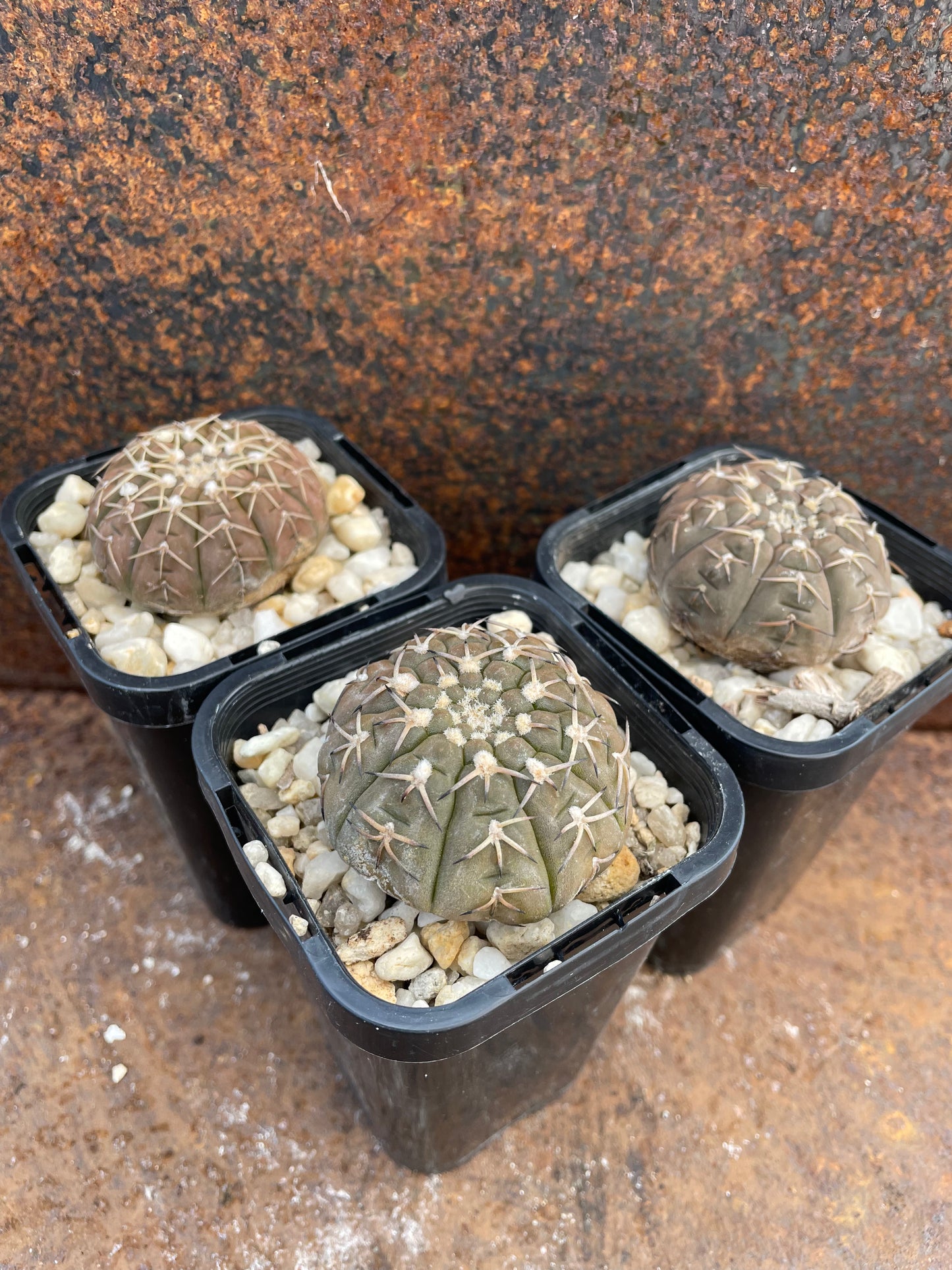 Gymnocalycium platygonum