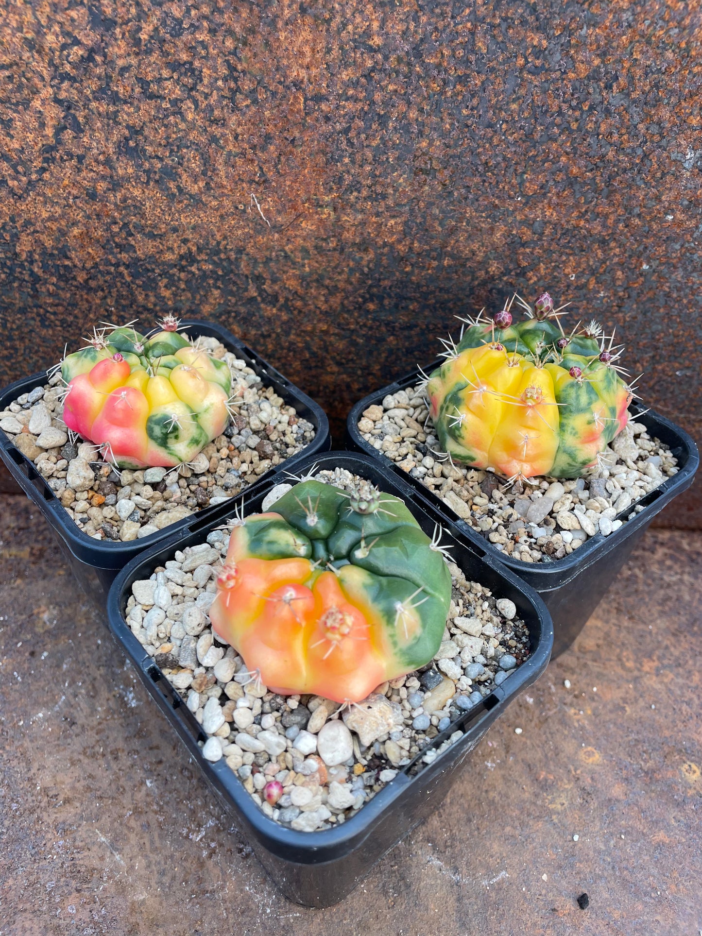 Gymnocalycium anisitsii (Syn. damsii) variegata