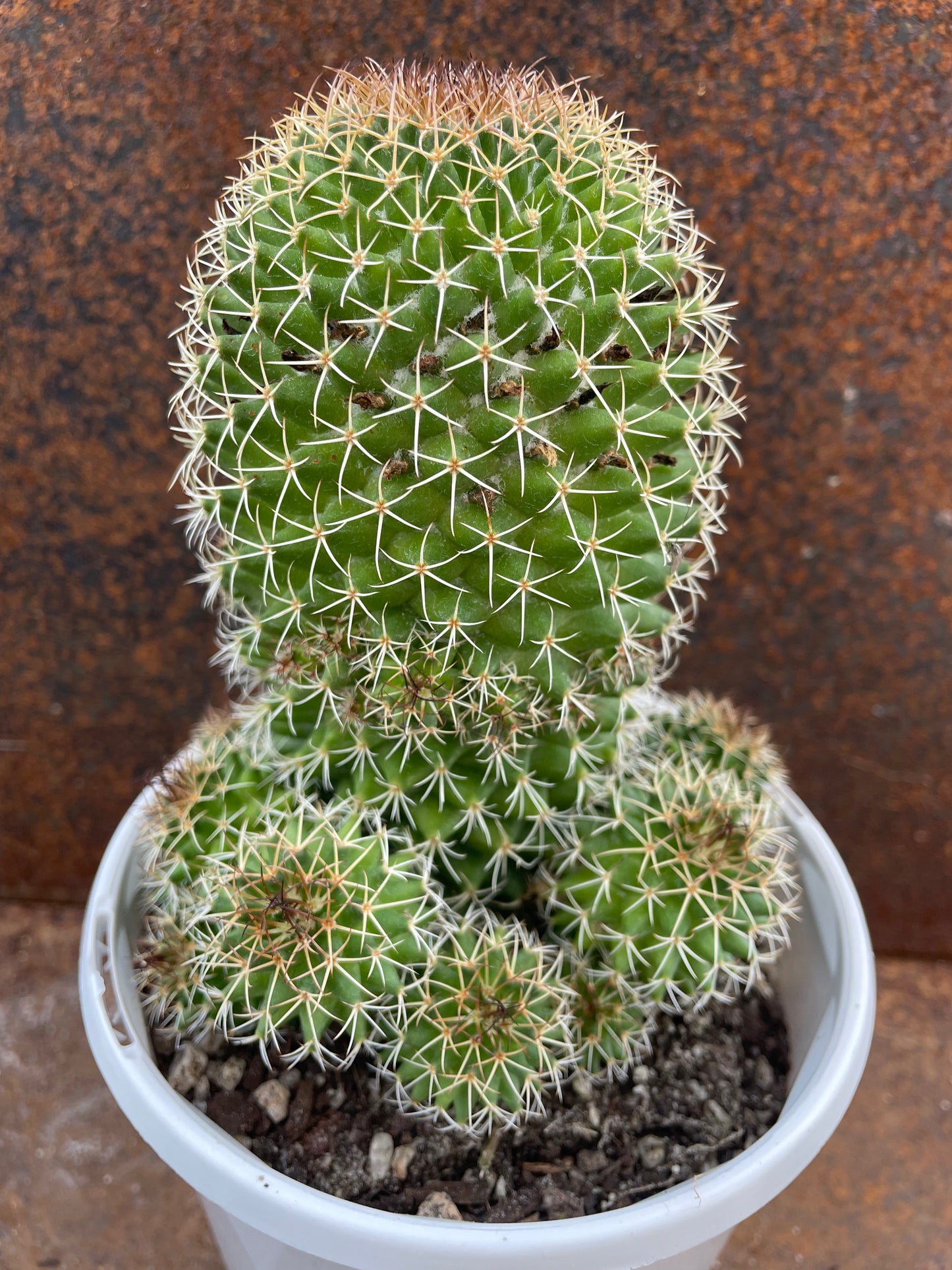 Mammillaria pico v dalek
